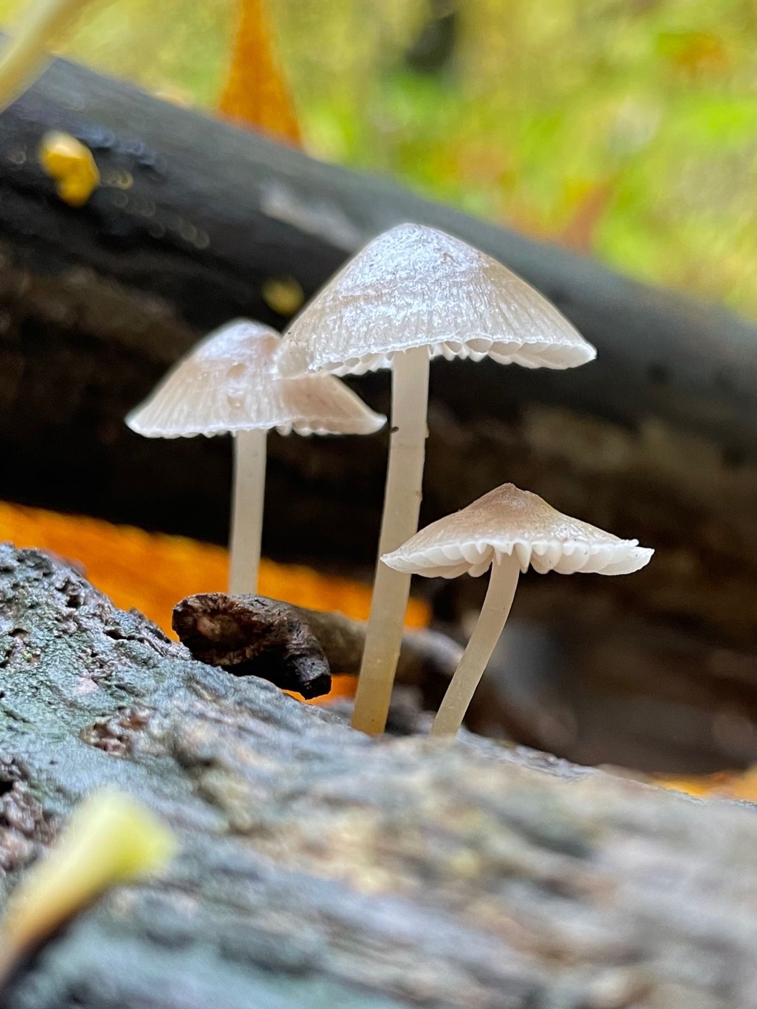 A trio of small fleshy tan mycena mushrooms grow on a log next to another log in a yellow autumn forest