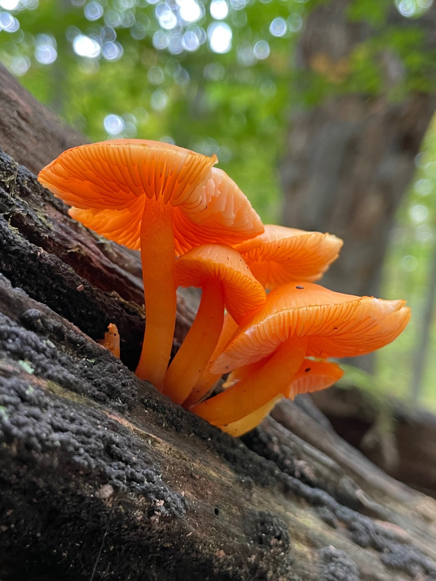 A cluster of mature orange mycena growing on one of my favorite logs on a sunny autumn day