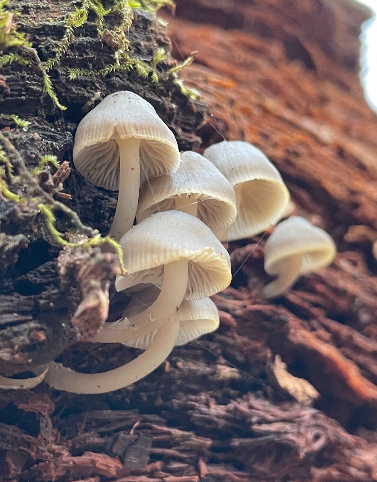 Six gray Mycena semivestipes mushrooms grow from the side of a decayed and mossy log, strands of big silk cross cross their crowded caps