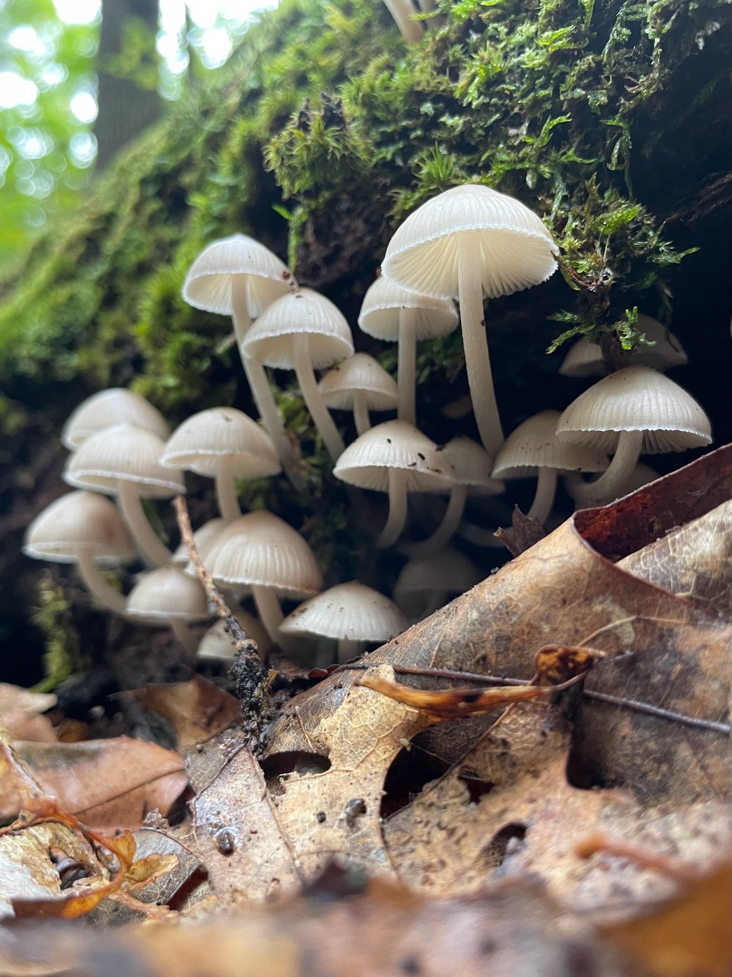 A lively family of white Mycenaean mushrooms grow up and out from under a mossy log