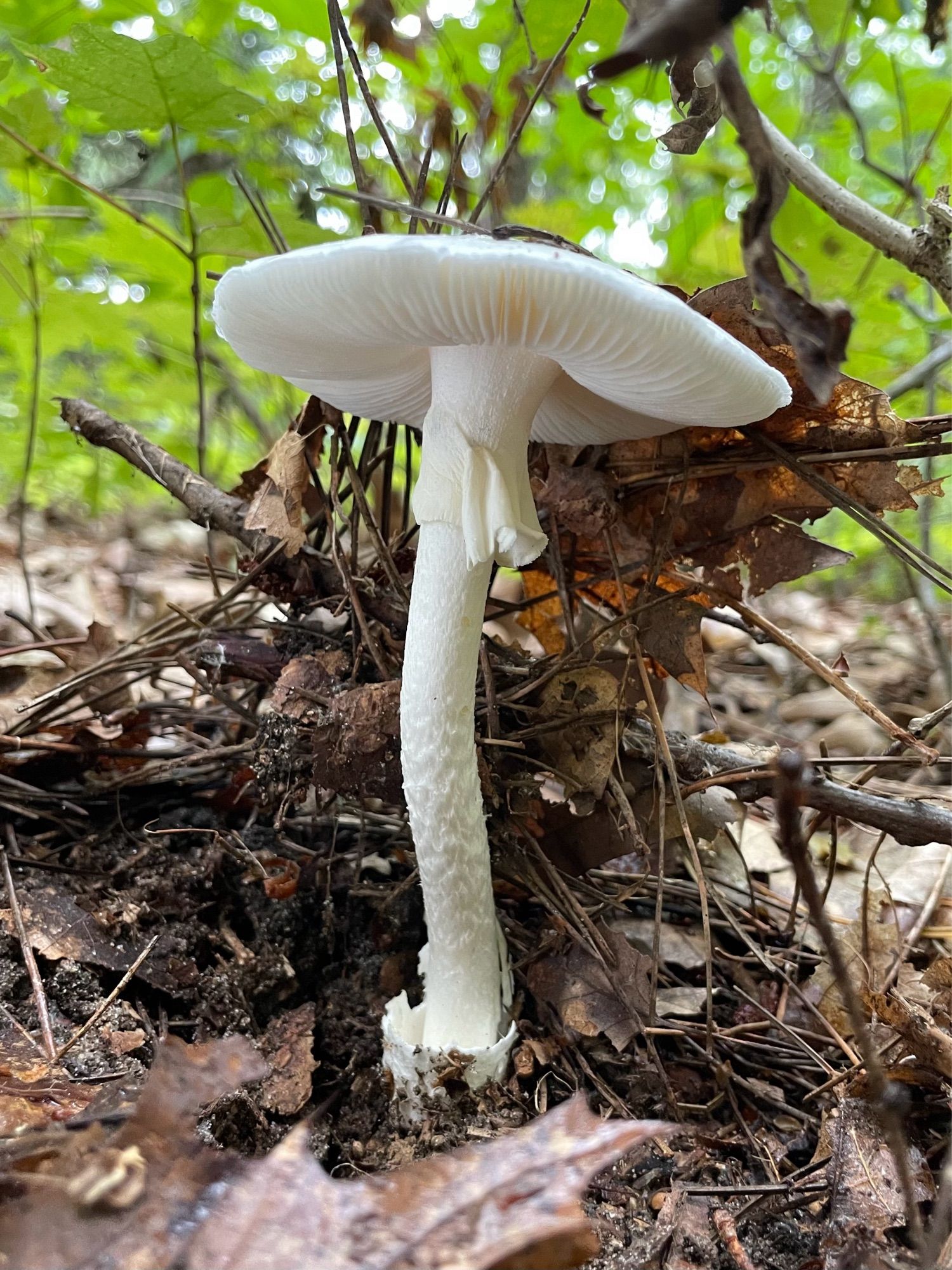 An elegant and deadly poisonous destroying angel mushroom rises out of a bed of dead pine needles and oak leaves on the forest floor, its pure white cap pushing up toward a green canopy