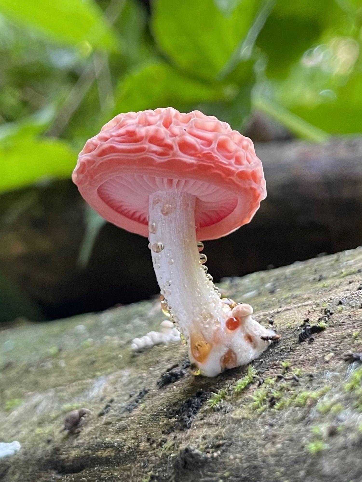 A single two-day-old wrinkled peach mushroom with a brain like translucent cap and a white stem dotted with golden droplets. It grows upward from a moss spangled log among green forest undergrowth