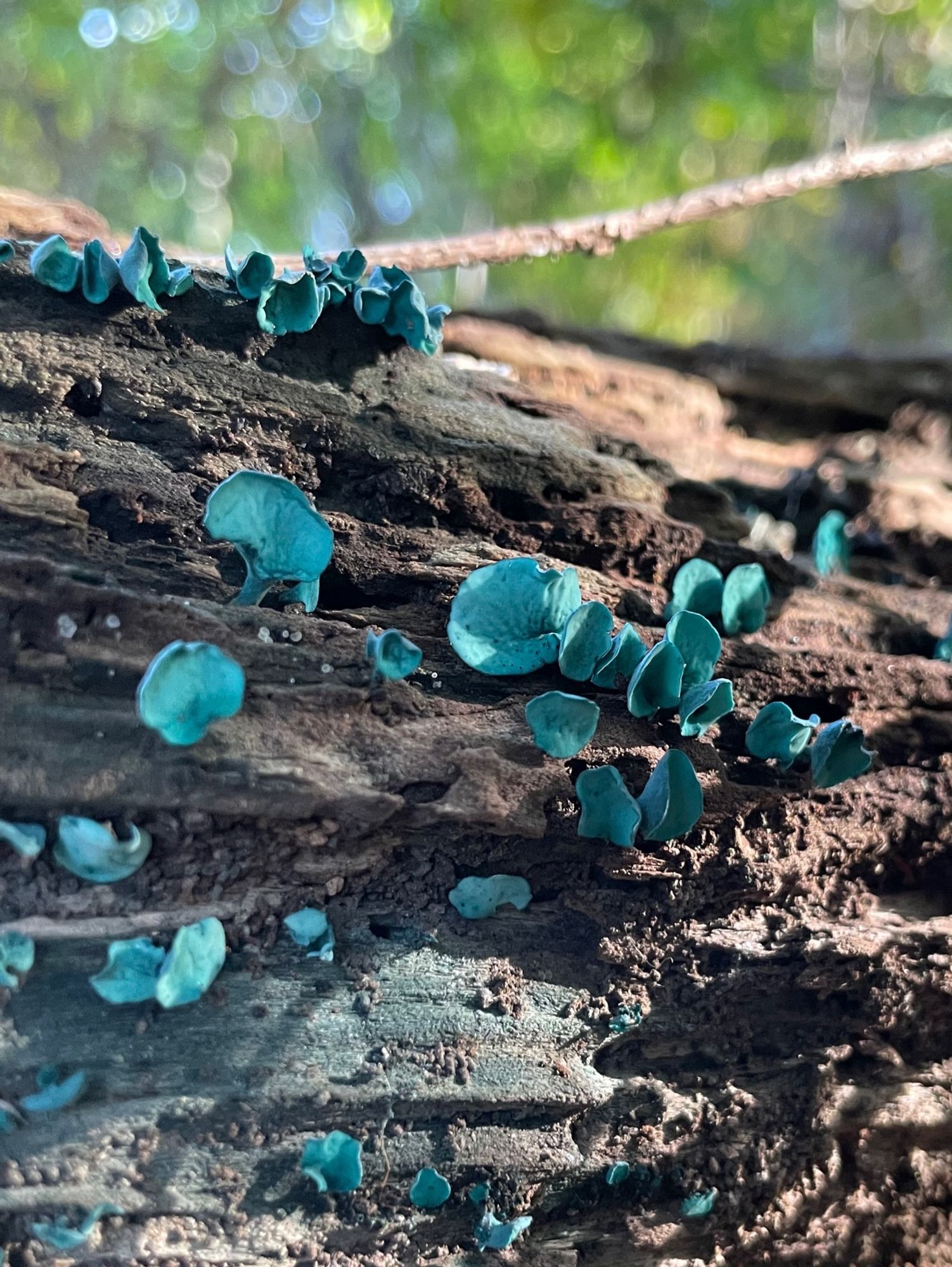 A large number of blue green elf cups growing on a log in a sunlit forest. You can see how the mushroom’s mycelium stains the wood it grows in green on the bottom left quarter of the picture