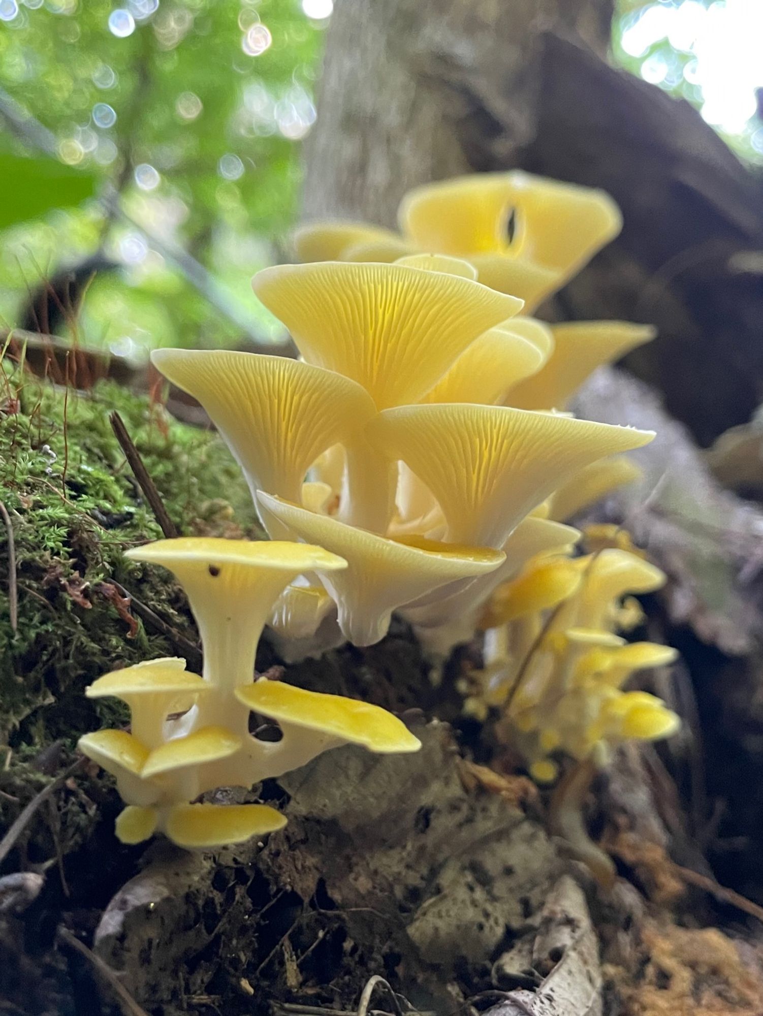 A mossy log covered with a line of golden oyster clusters, reaching upward like yellow trumpets toward the canopy