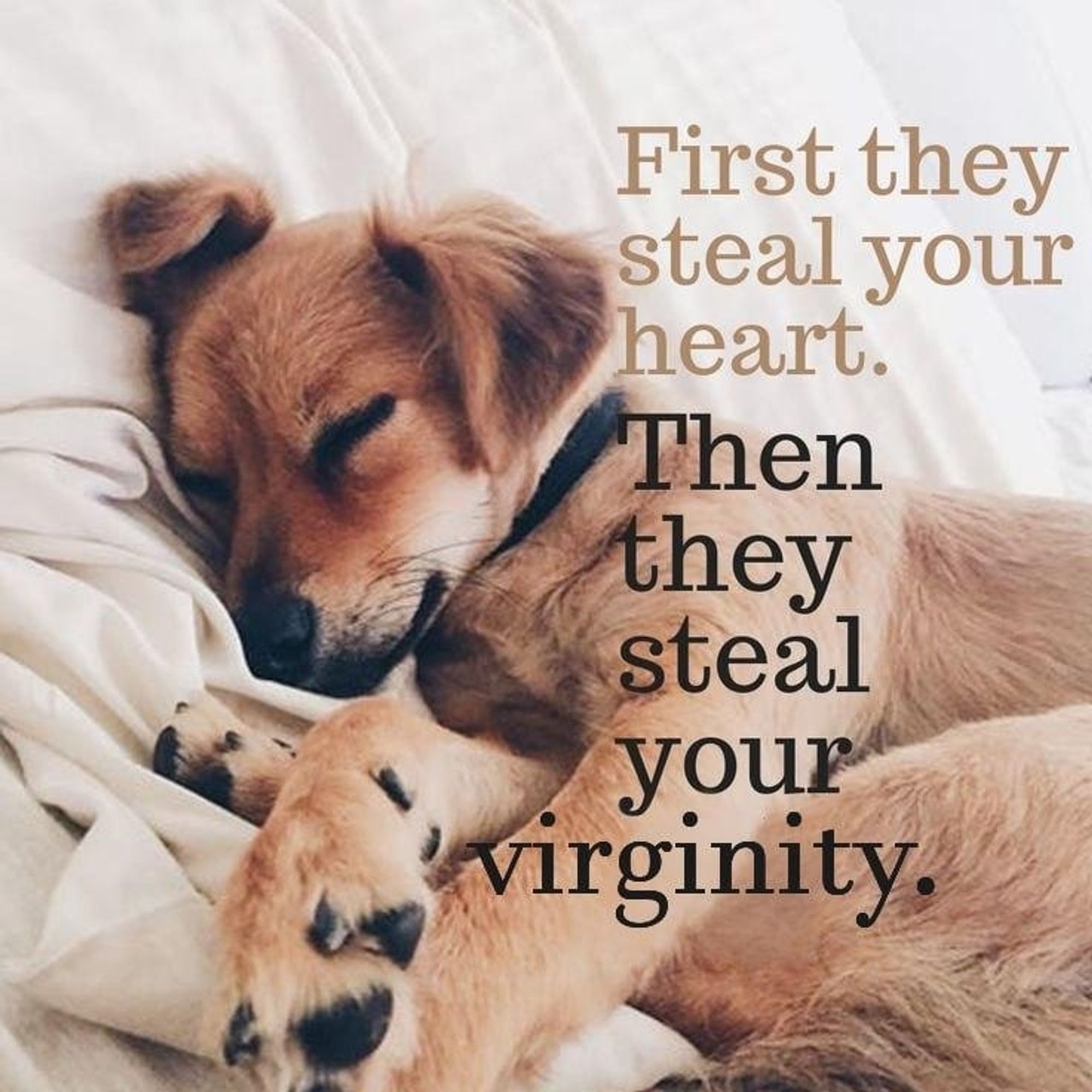 Picture of a sleeping dog with text saying "First they steal your heart. Then they steal your virginity."