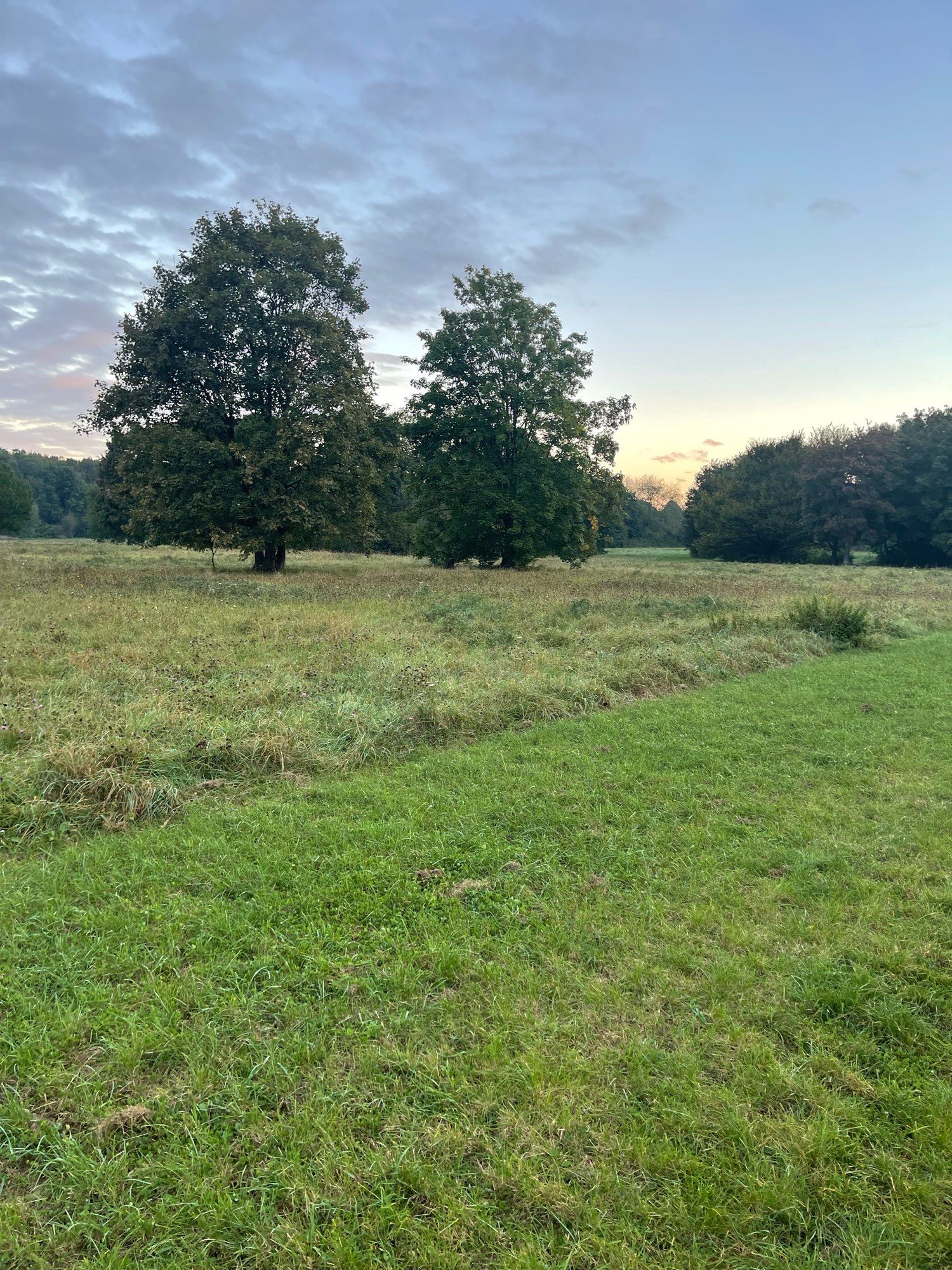 Wiese, Bäume, Morgenhimmel und etwas versteckt findet man einen Hund auf dem Bild.