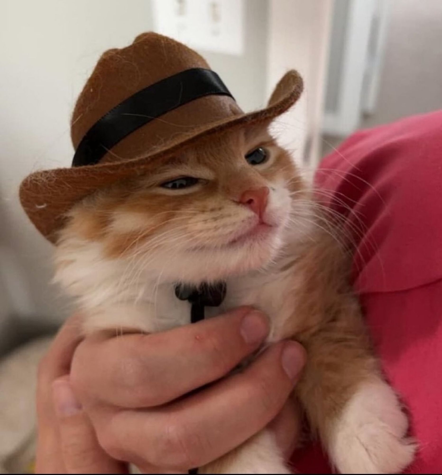 Chaton avec un chapeau de cowboy dans les bras de quelqu'un