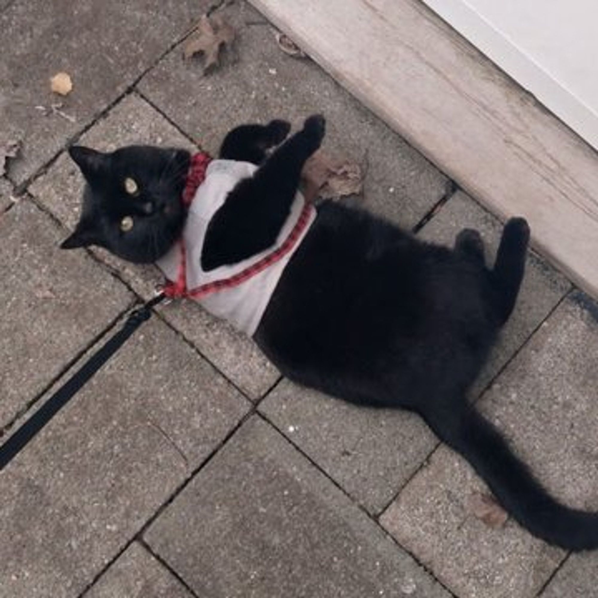 cat pic offered as a tribute/bribe for attention.
black cat in grey vest harness with plaid trim and bowtie, laying on his side and look up with bit yellow eyes happily.