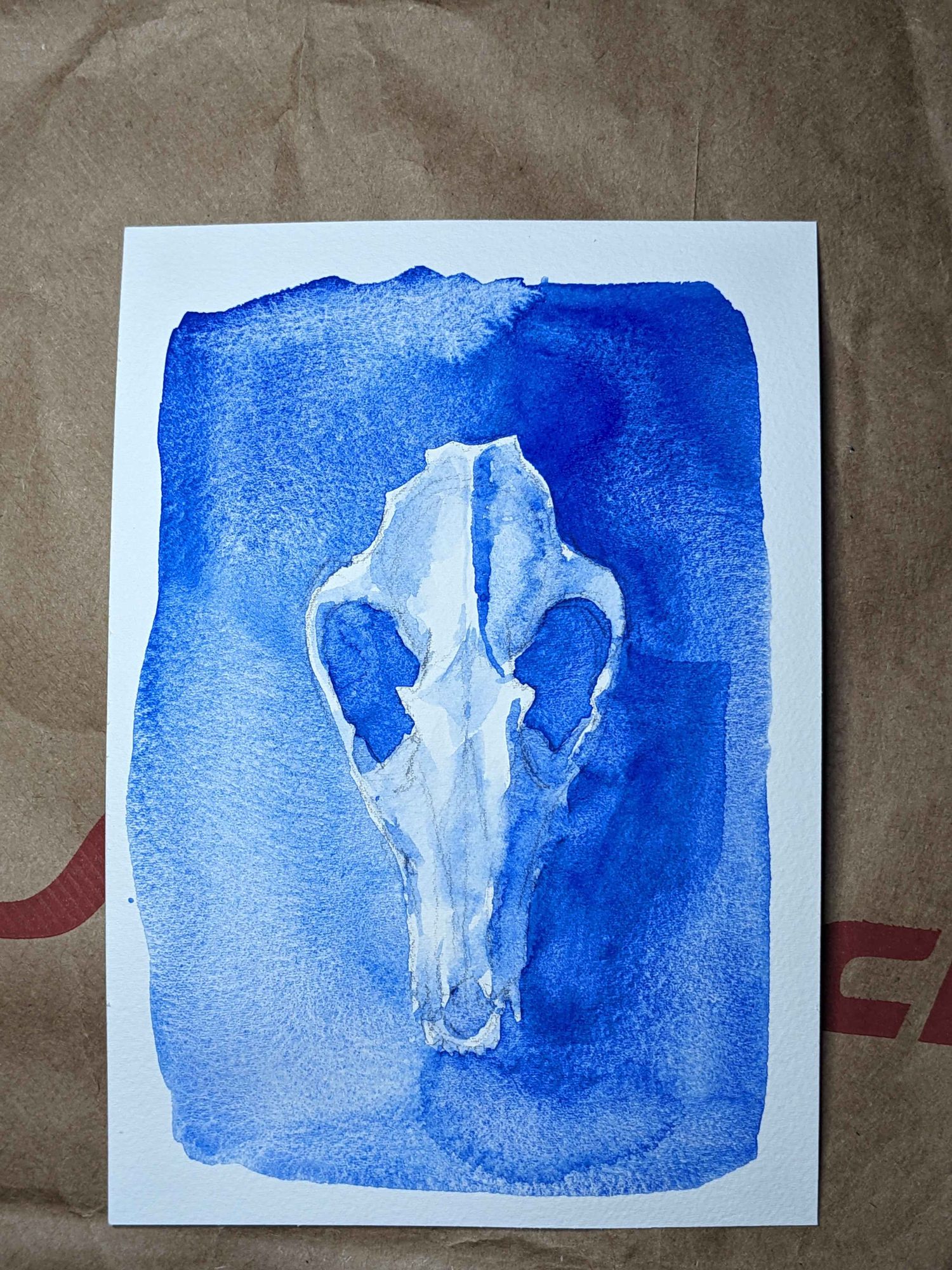 A loose watercolor painting of the top half of a raccoon skull. It is in ultramarine blue and there is a lot of pronounced granulation, which looks cool.