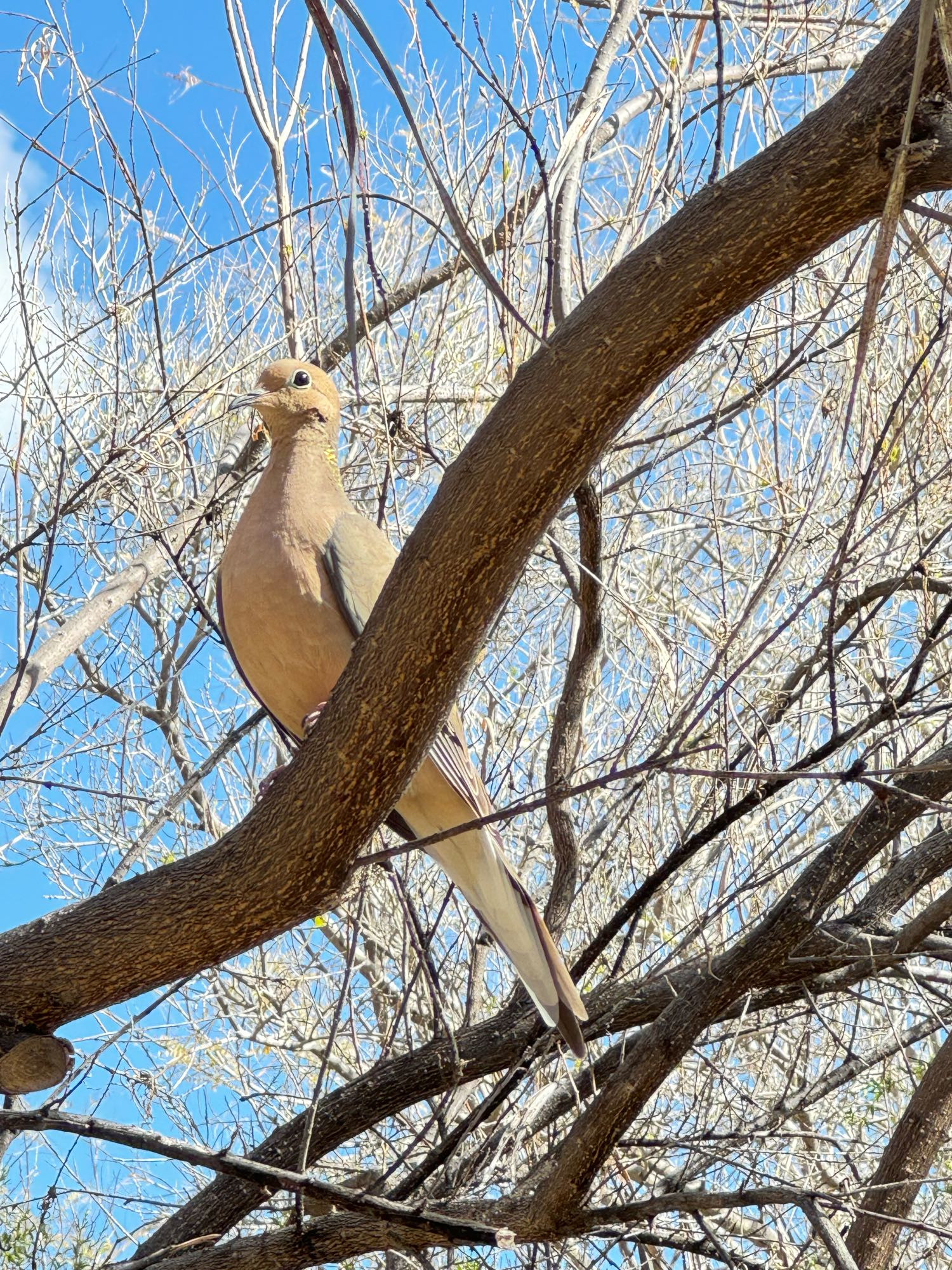 mourning dove found in a park in arizona sitting on a tree branch