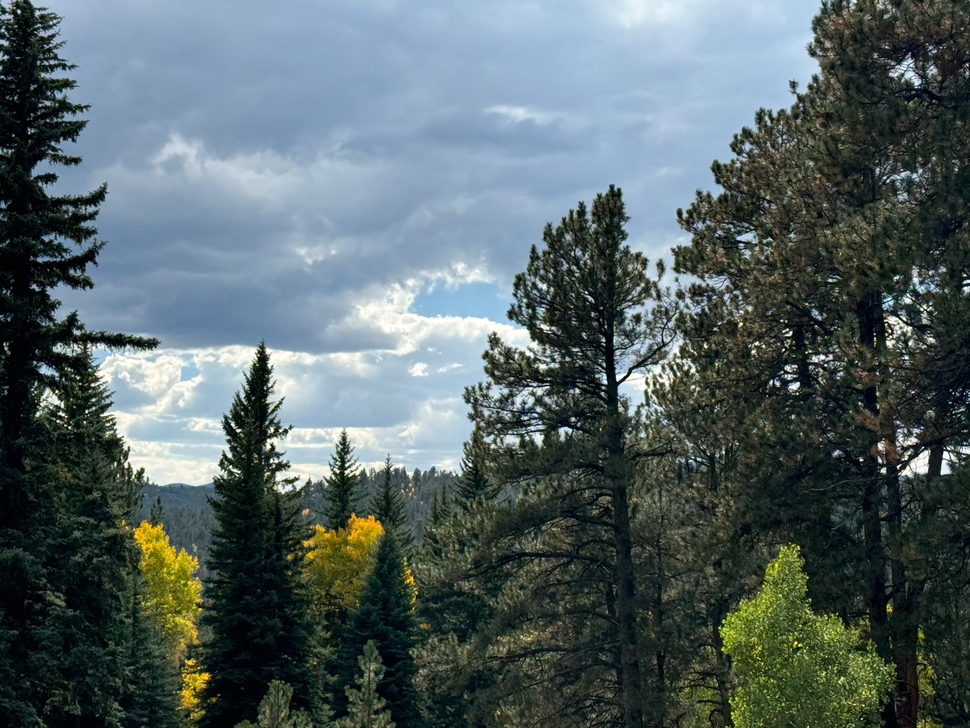 scene of many pine trees and a few yellow aspens in the autumn