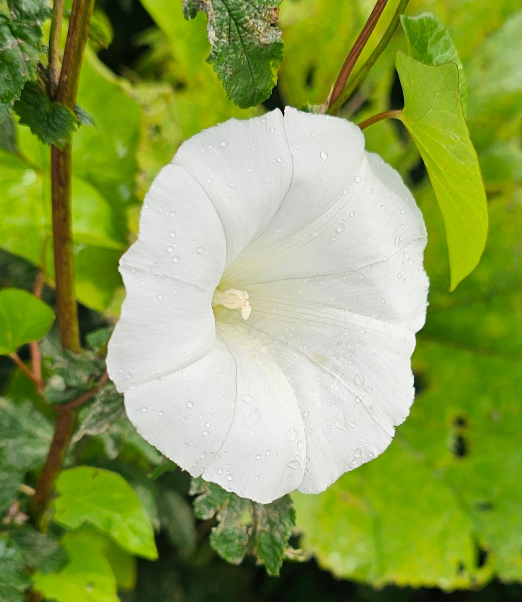 A white hedge bindweed flower from earlier this year.