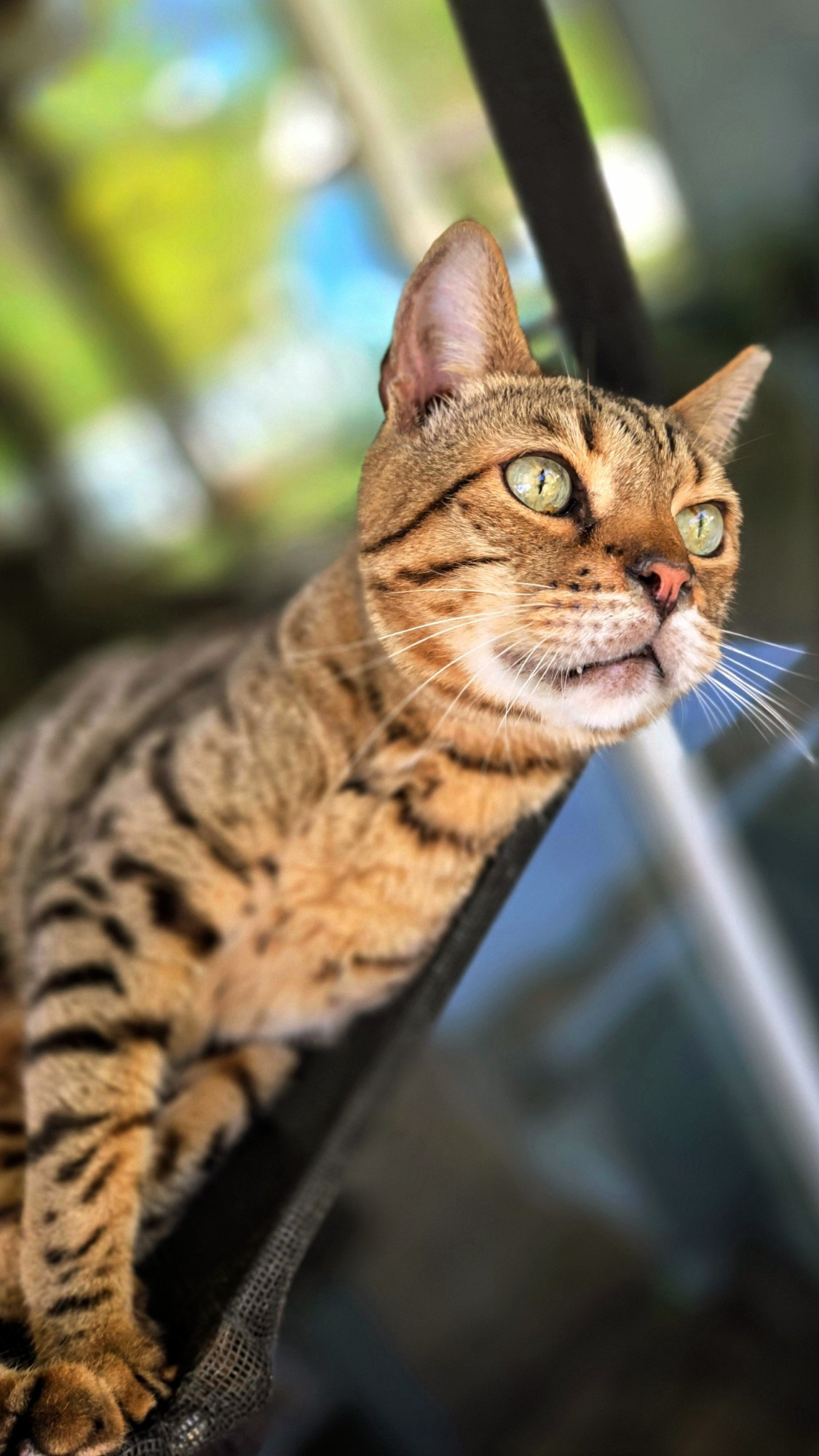 A picture of His Royal Highness Prince Mowgli the 1st lounging in his hammock, and suddenly perks up to movement in the yard, look out!! It's a stray bunny. 