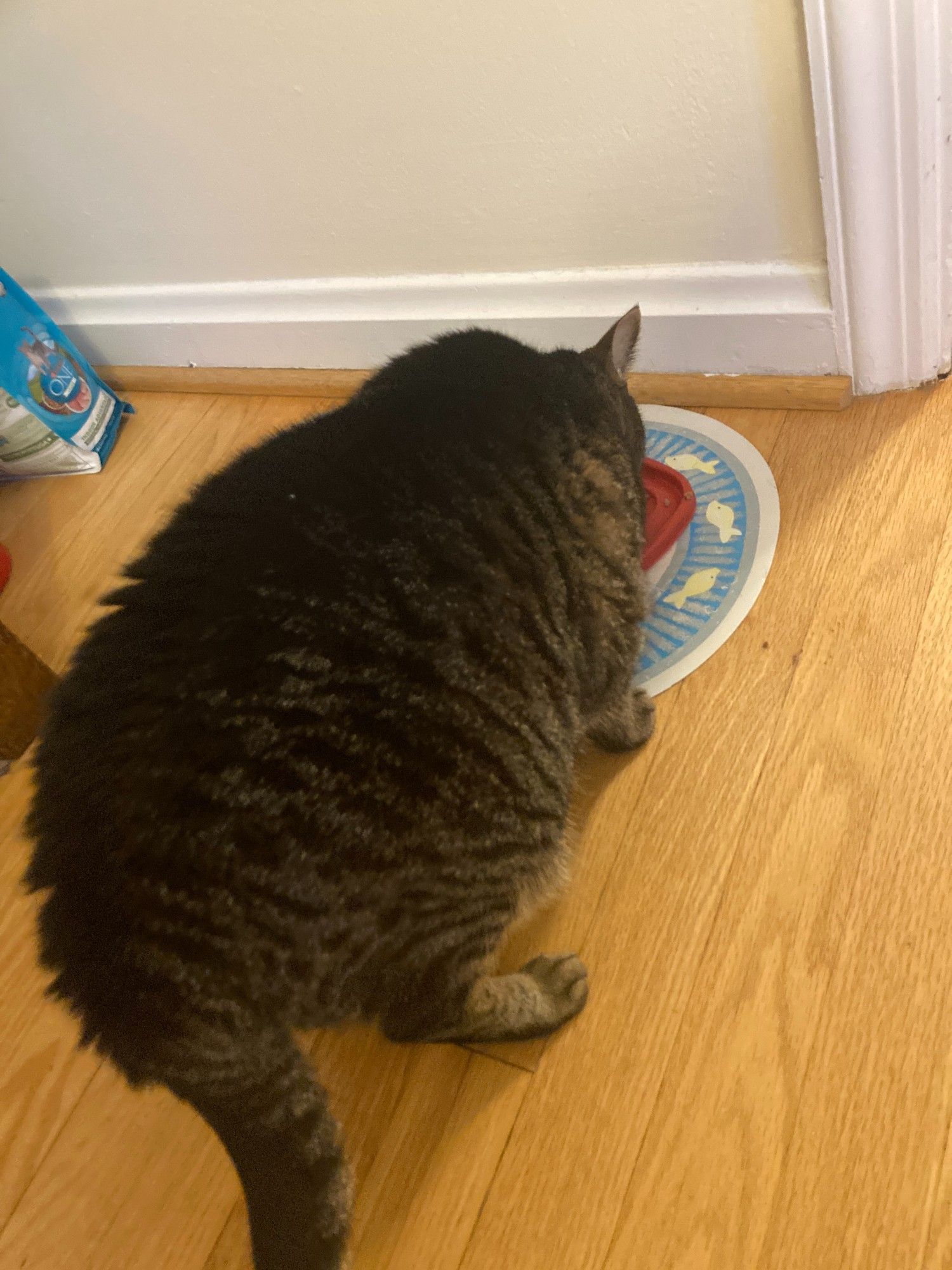 The rear end of a large tabby cat, eating on a wooden floor.