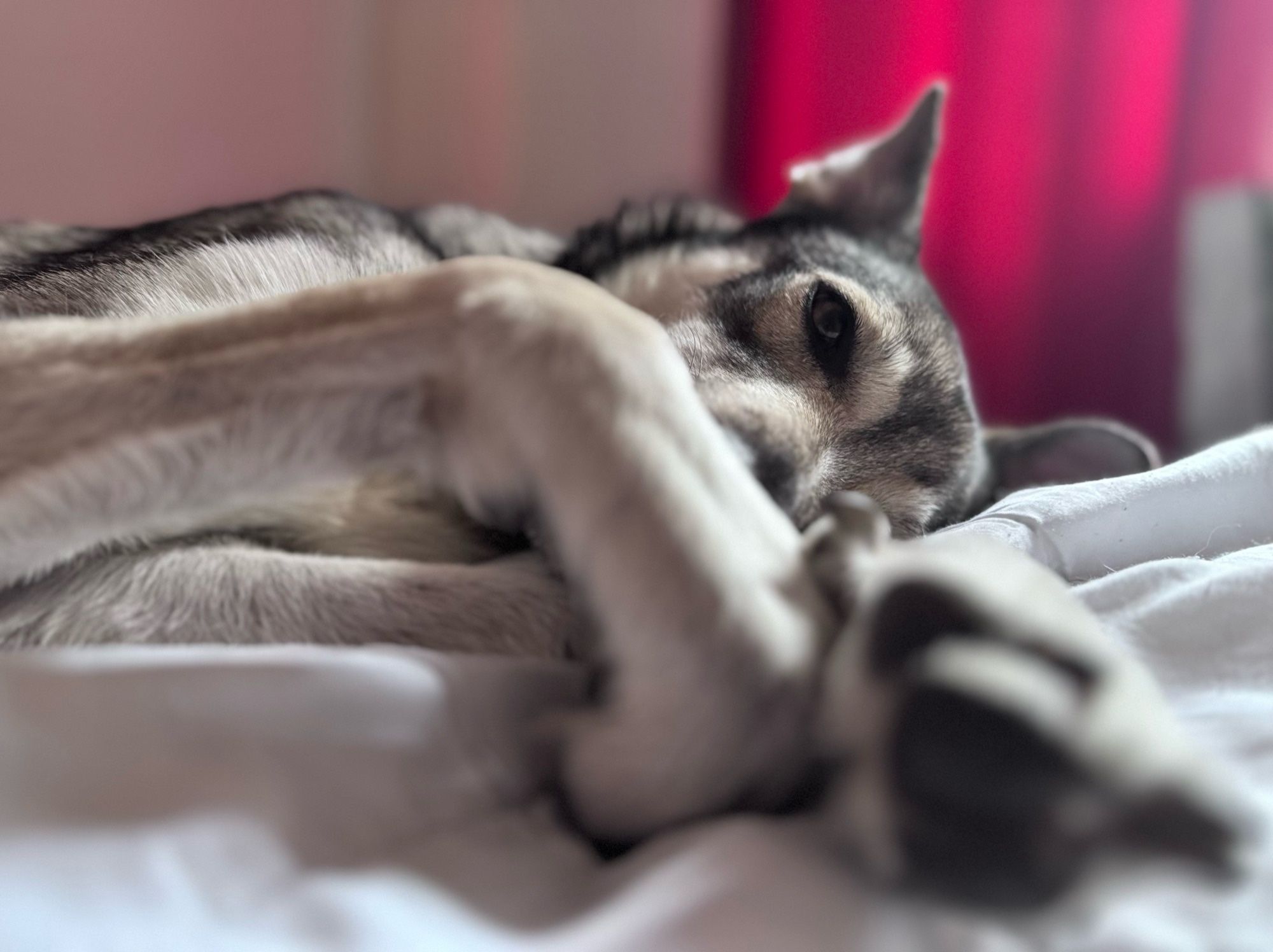 kleines süßes hundi liegt seitlich auf dem bett, man sieht den oberkörper, im vordergrund unscharf die vorderpfoten: die rechte als würde sie die decke greifen, die linke liegend entlang der z-achse; die augen sind halboffen, sie sieht müde/nachdenklich aus