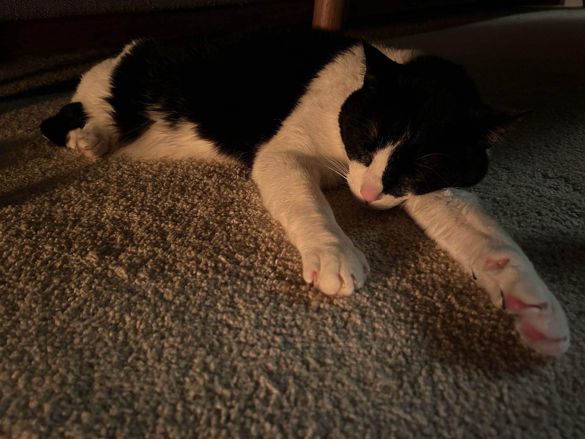 Frankie, a black and white tuxedo cat with a pink nose is relaxing on his side with his head resting on his front left paw.