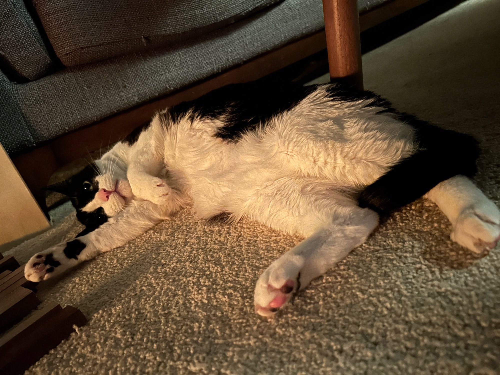 Frankie, a black and white tuxedo cat with a pink nose is relaxing on his side with his belly out- you can see the light from the fire reflecting off of his belly.