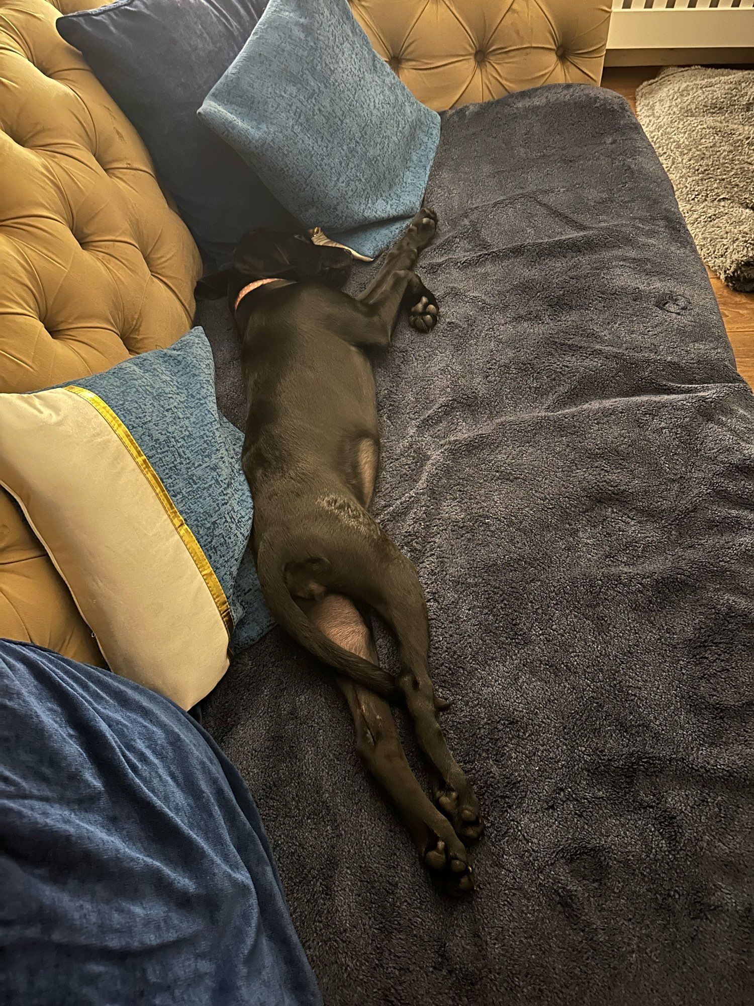 Picture of a black Labrador puppy laid on a sofa, its hind legs are stretched out behind, and front legs forward.