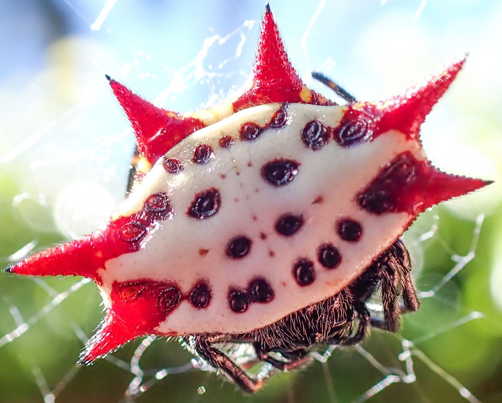 An orbweaver spider rests at the hub of her silk web. She looks like a spiny jewel, with six red, sharp, conical spikes radiating from her abdomen, which is otherwise white with black spots. In the background, lush greenery and a sunny blue sky are softly out of focus.