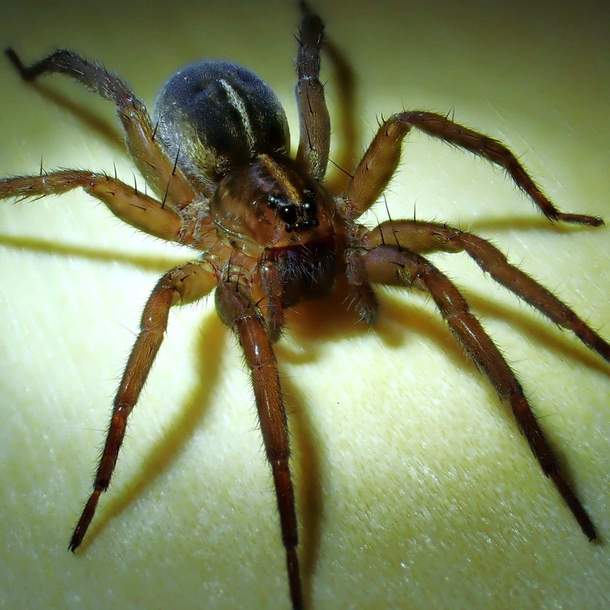 A dark brown wolf spider with a pale stripe along her back is at rest on a flat wood surface. Like all wolf spiders, she has a large pair of black stereoscopic eyes that face forward among six much smaller eyes (eight eyes in total).