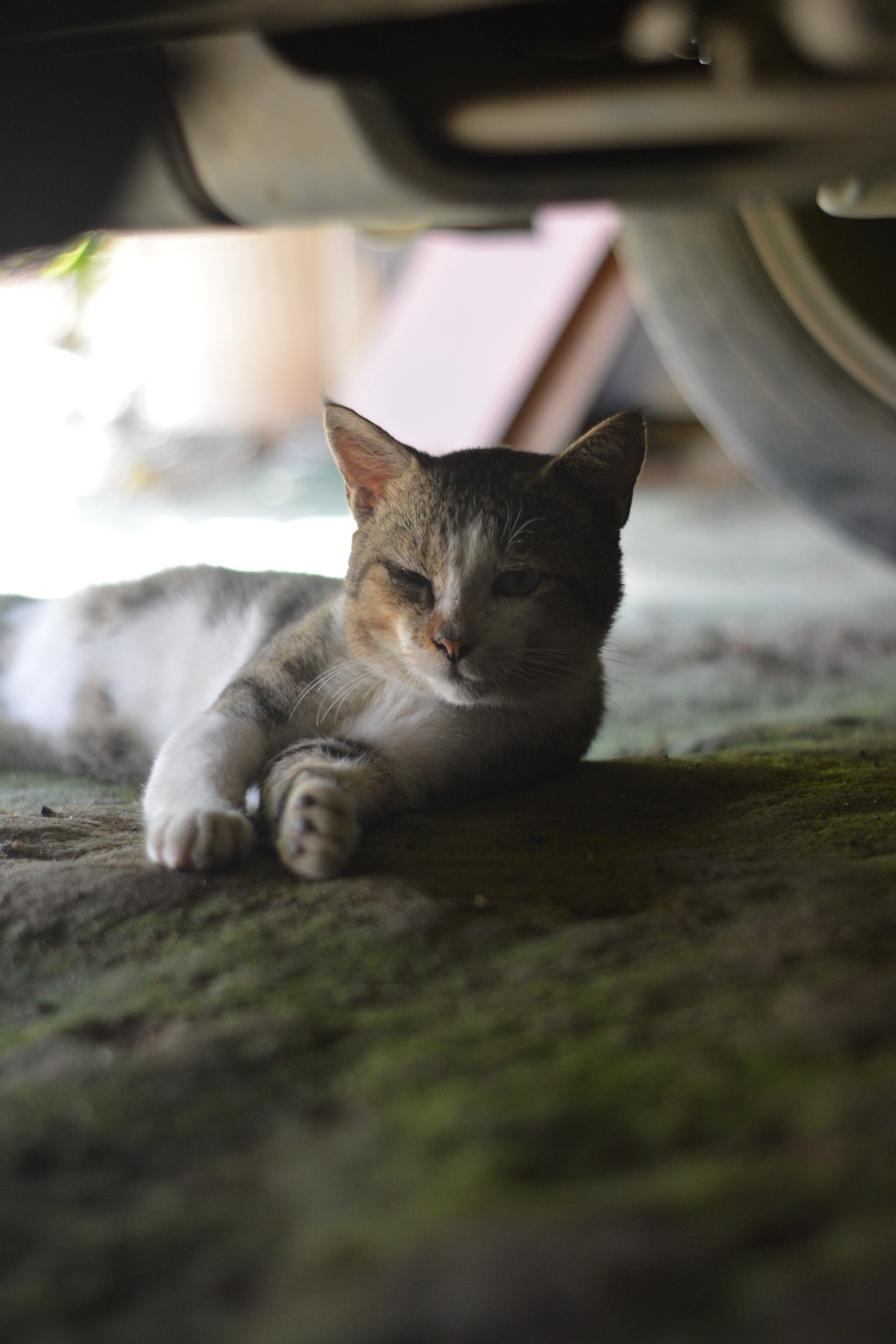 A gray and white tabby cat is lying under a vehicle on a mossy surface. The cat’s eyes are half-closed, and its body is in a relaxed position. One of its front paws is stretched out, while the other is tucked in slightly. The lighting is dim, casting soft shadows on the cat, adding to the peaceful, shaded environment.