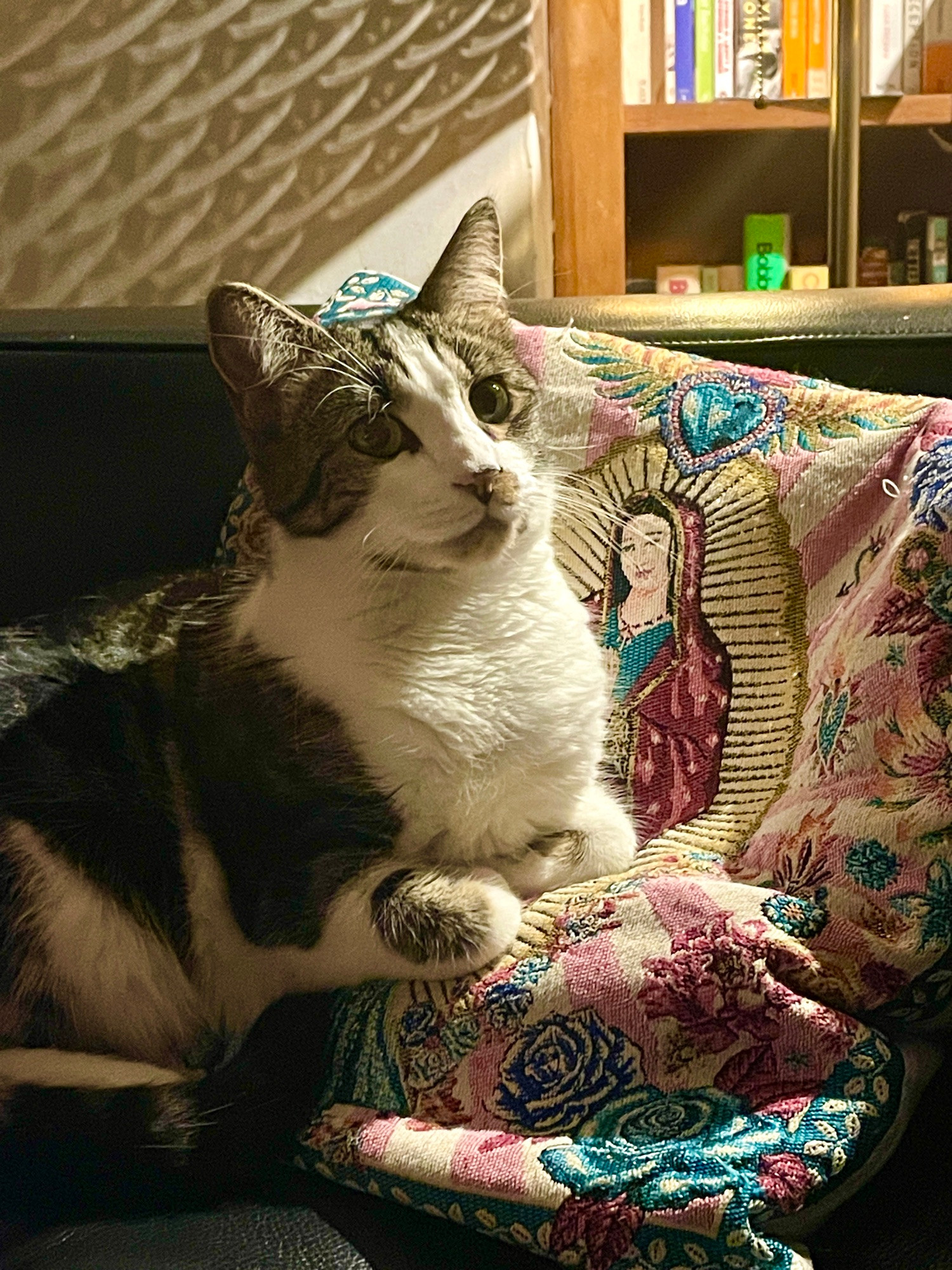 Billy the cat sitting on a Virgen de Guadalupe embroidered pillow with beautiful side lighting