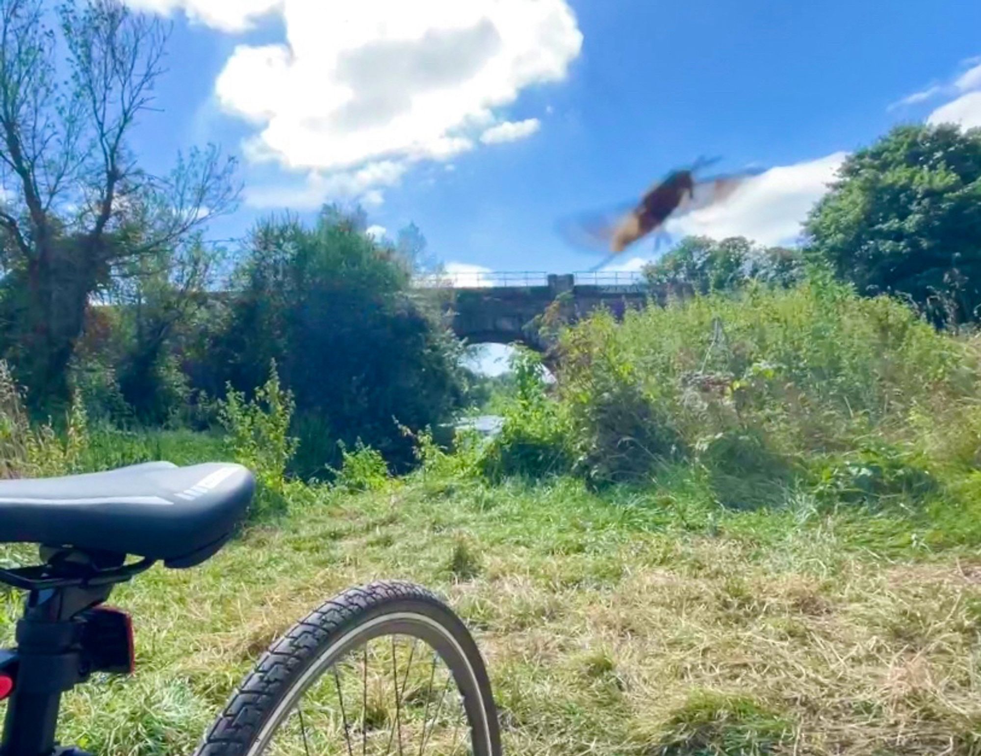 Hummingbird caught mid flight in the countryside with a bridge in the distance and a bicycle in the forefront resting along the river