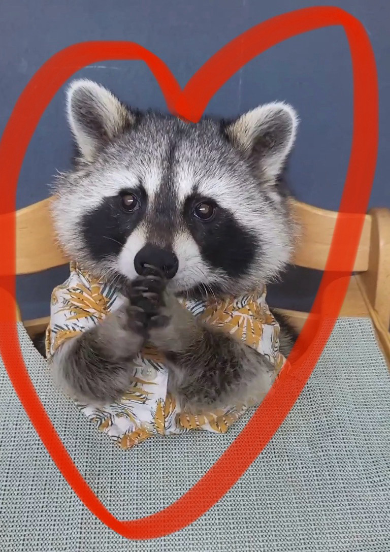 Beautiful raccoon in a Hawaiian shirt