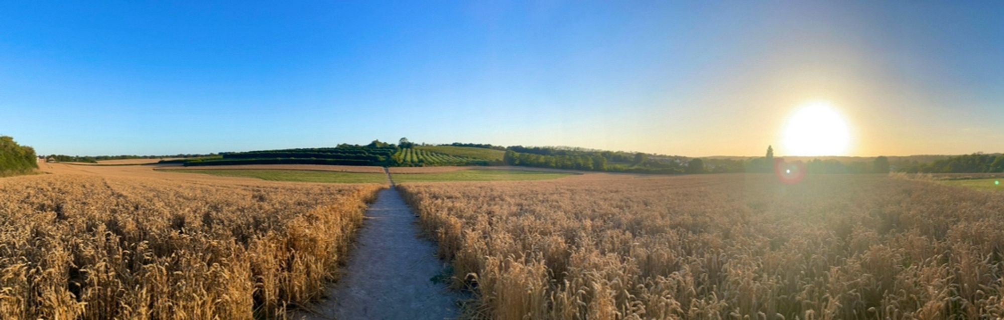 Sun setting on golden wheat fields and clear blue skies above