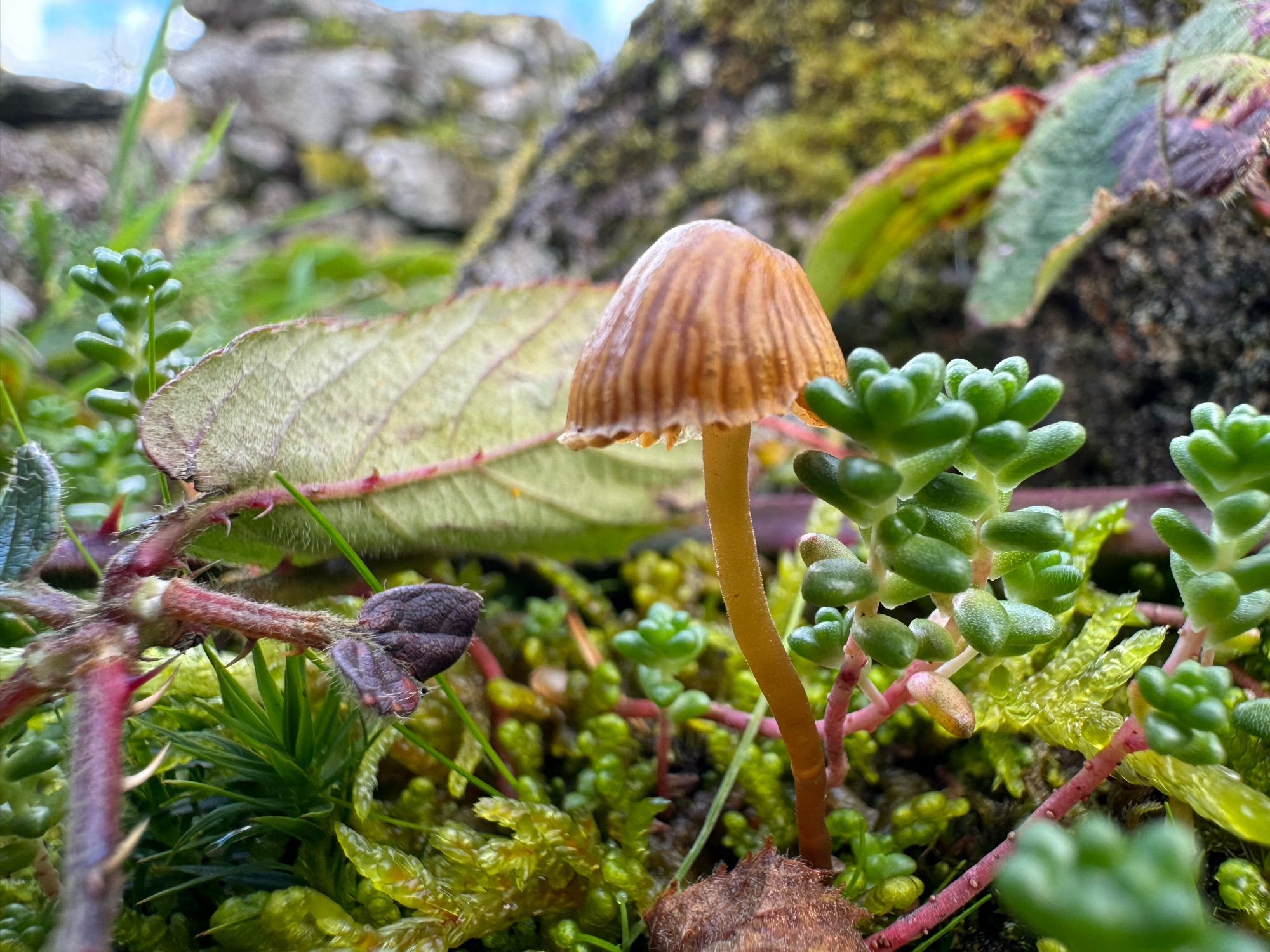 Close up photo of small brown fungi, bright green mosses, brambles and more.