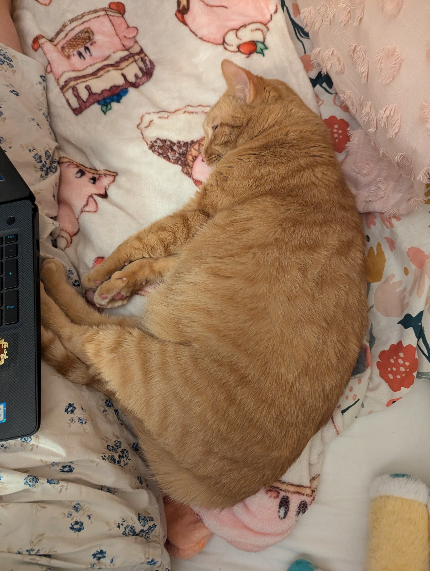 An orange cat lying on a Kirby blanket in a weird position, kicking me with his legs while I'm on my laptop.