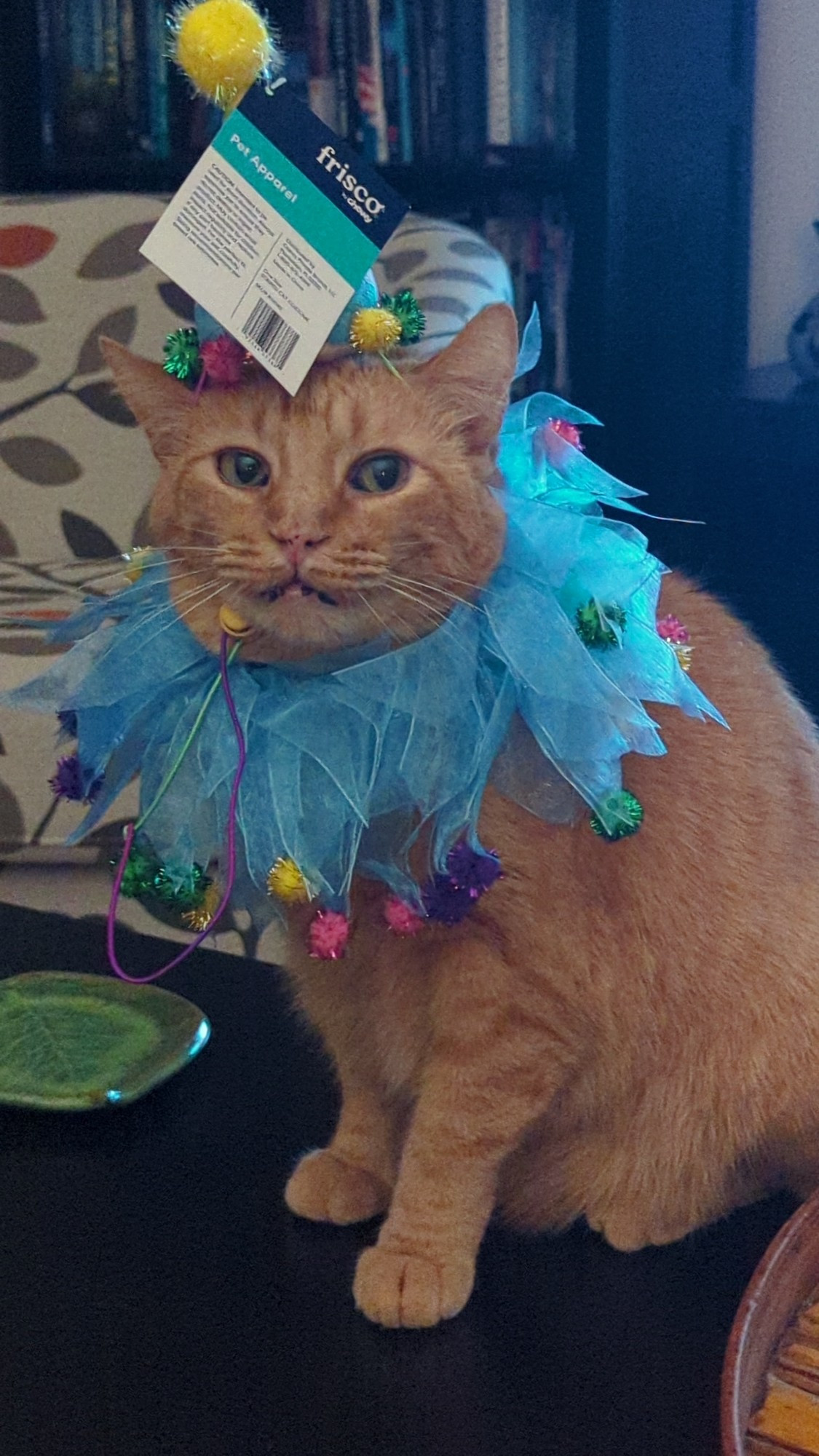 An orange cat in a blue clown collar and blue pointy clown hat looking pissed, but now he's closer