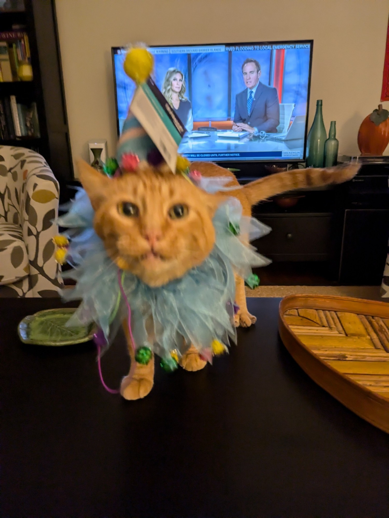 An orange cat in a blue clown collar and blue pointy clown hat approaching the viewer in a blurry rage as news plays on TV in the background