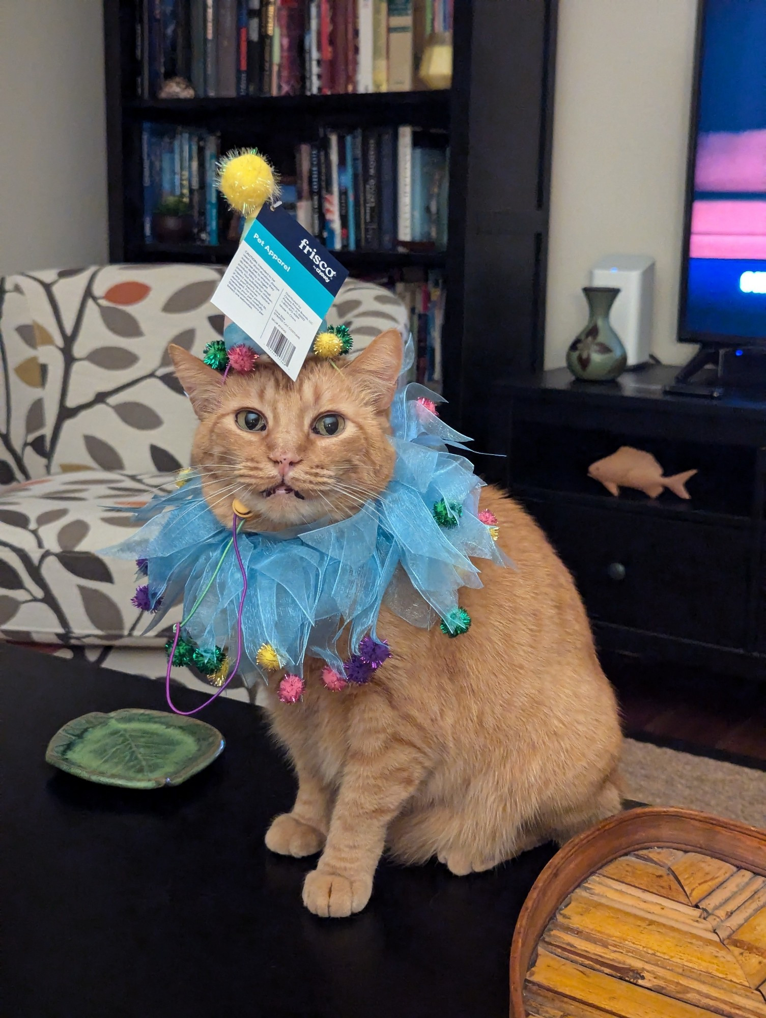 An orange cat in a blue clown collar and blue pointy clown hat looking pissed.