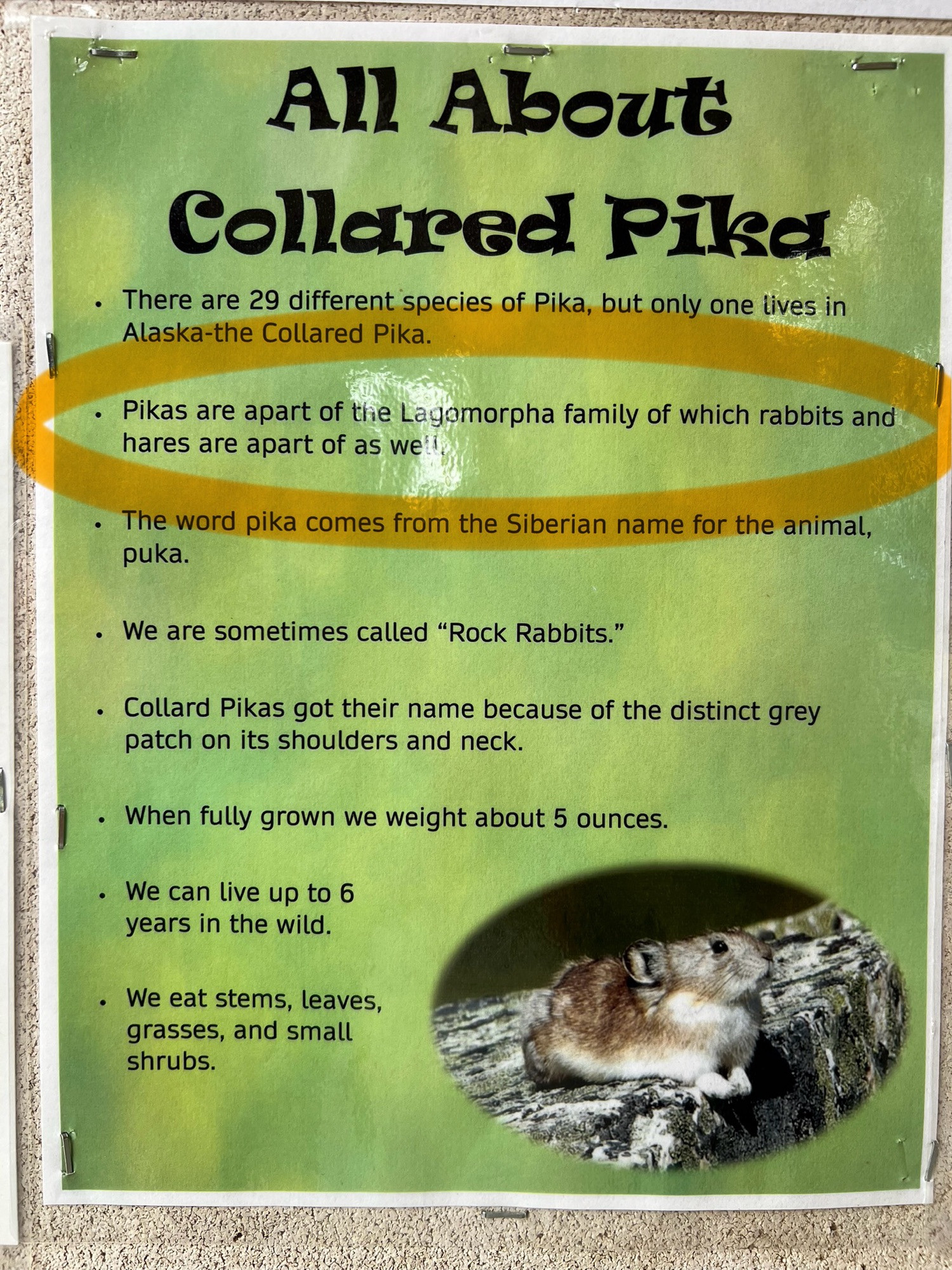 List of facts about pikas, including that they’re lagomorphs.