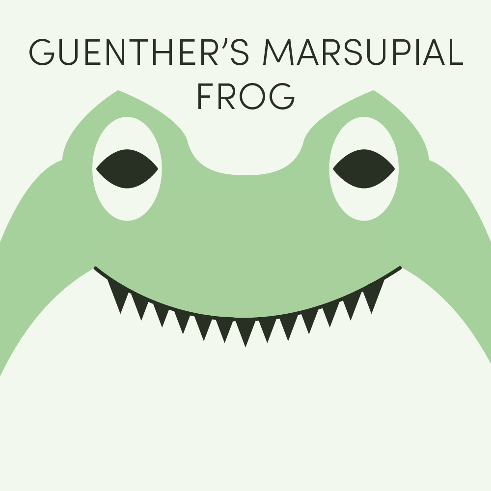 Episode art for Frog of the Week's "Guenther's Marsupial Frog". The frog is green with a pointed head and a sharp row of teeth.