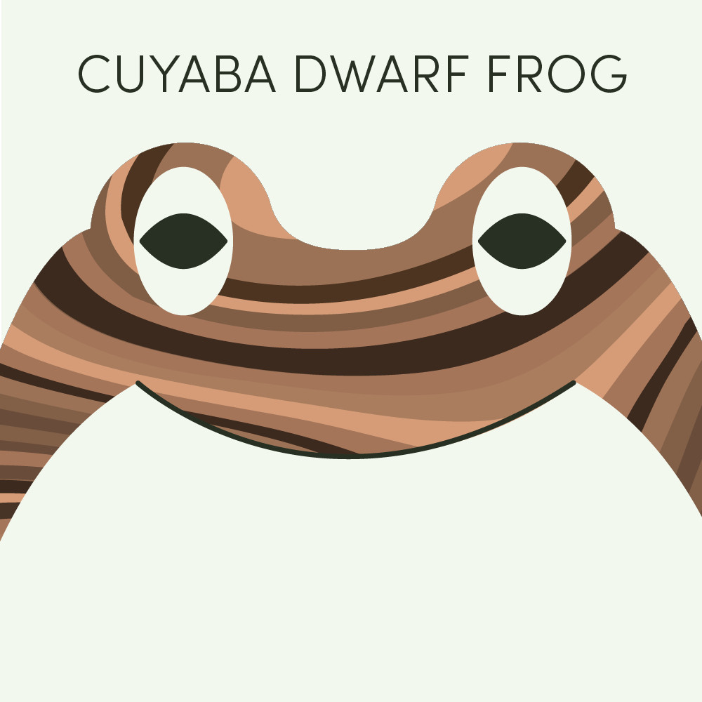 Episode art for Frog of the Week's "Cuyaba Dwarf Frog". The frog is brown with intricate brown and black stripes.