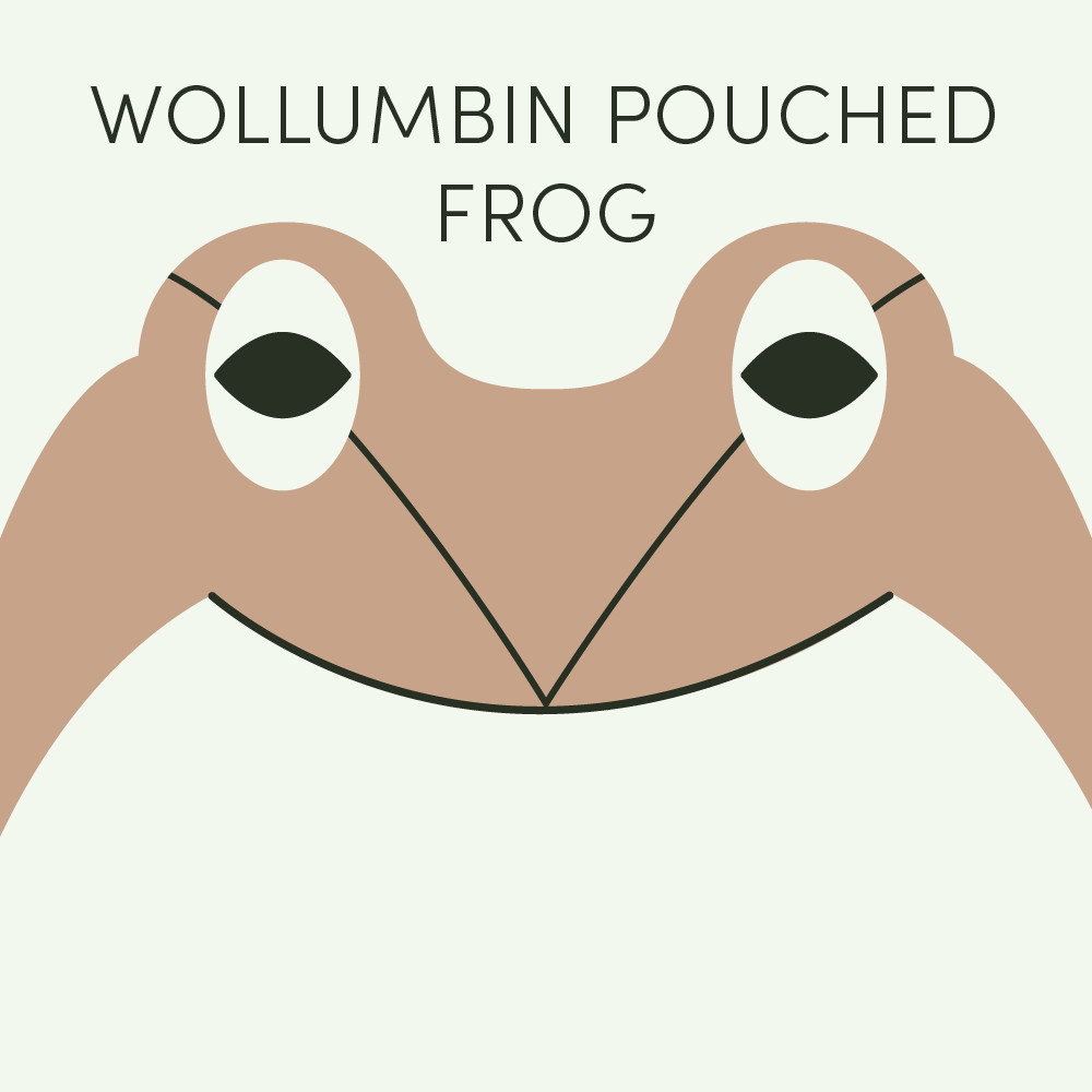 Episode art for Frog of the Week's "Wollumbin Pouched Frog". The frog is pale brown with a v-shaped stripe across its face.