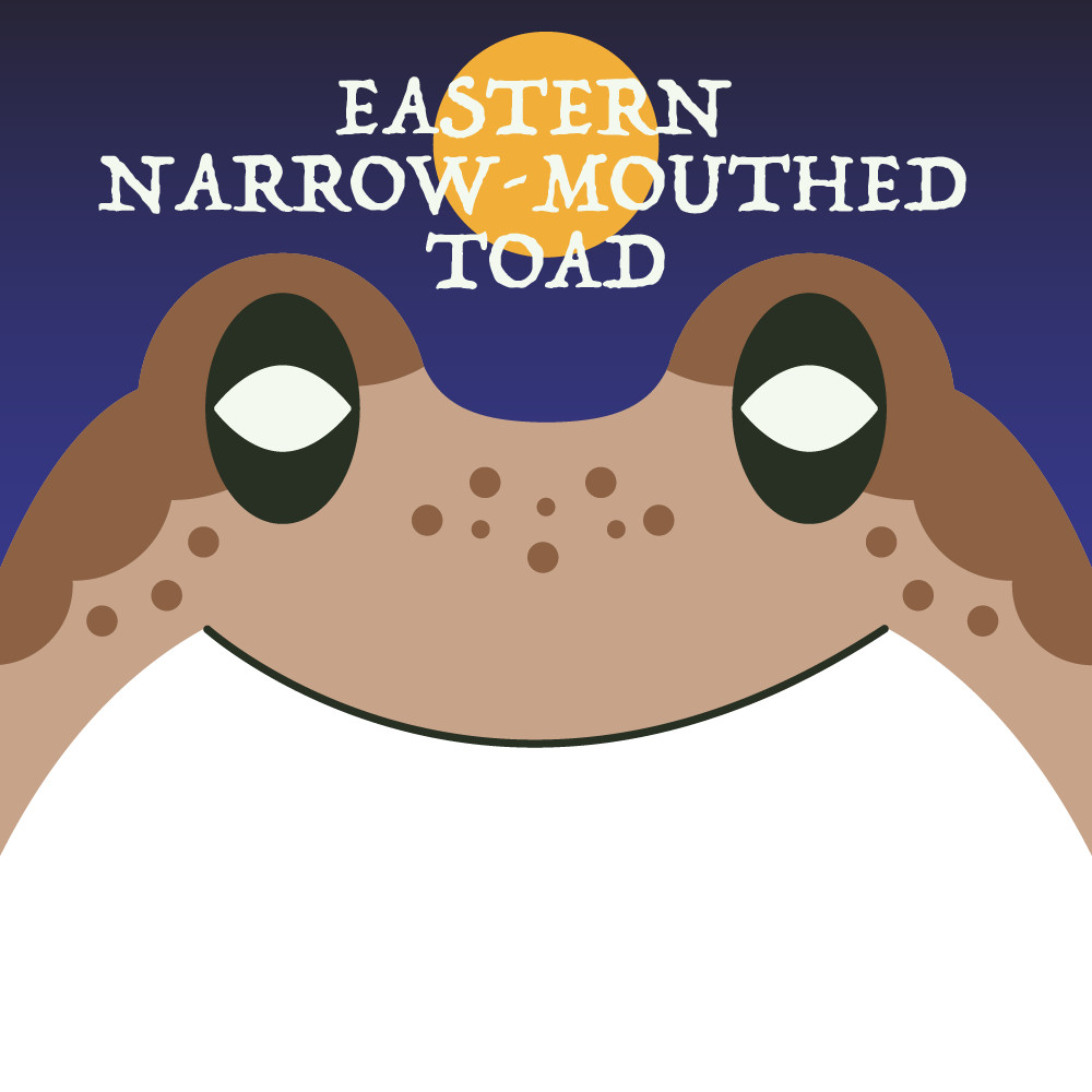 Episode art for Frog of the Week's "Eastern Narrow-Mouthed Toad". The toad is brown with dark mottling like freckles and dark buggy eyes.