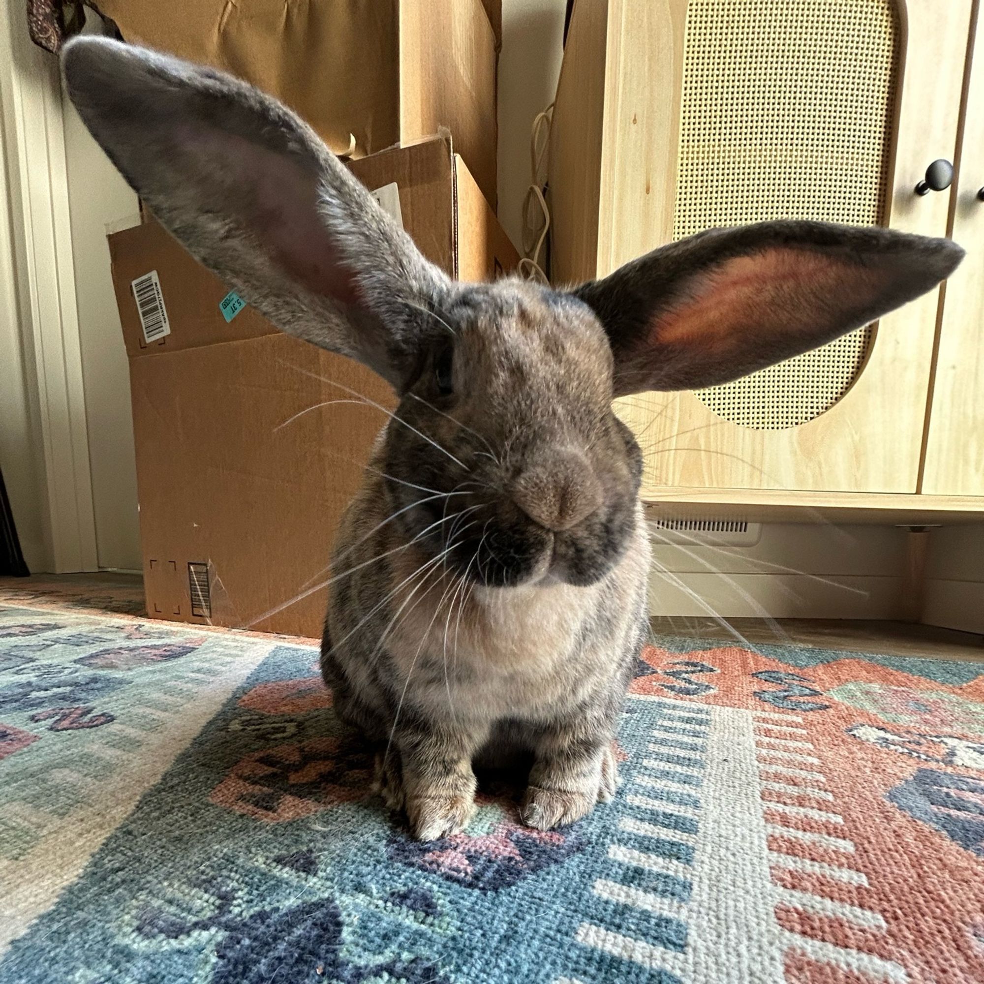 zoomed out perspective photo of her with her ears looking twice as big and her body half as small. she is so cute!!!!!!!!