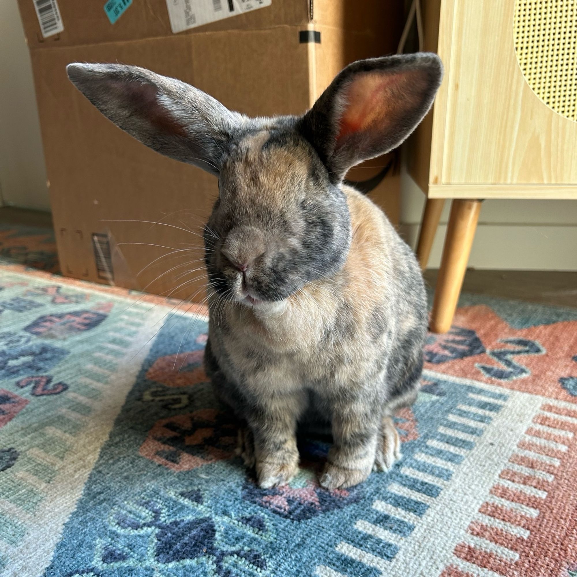 regular perspective photo of my calico bunny lotus sitting. her ears are half perked up and she looks curious. she is missing her left eye (she was abandoned in a park before i got her and when the rescue found her it was too diseased and had to be removed)