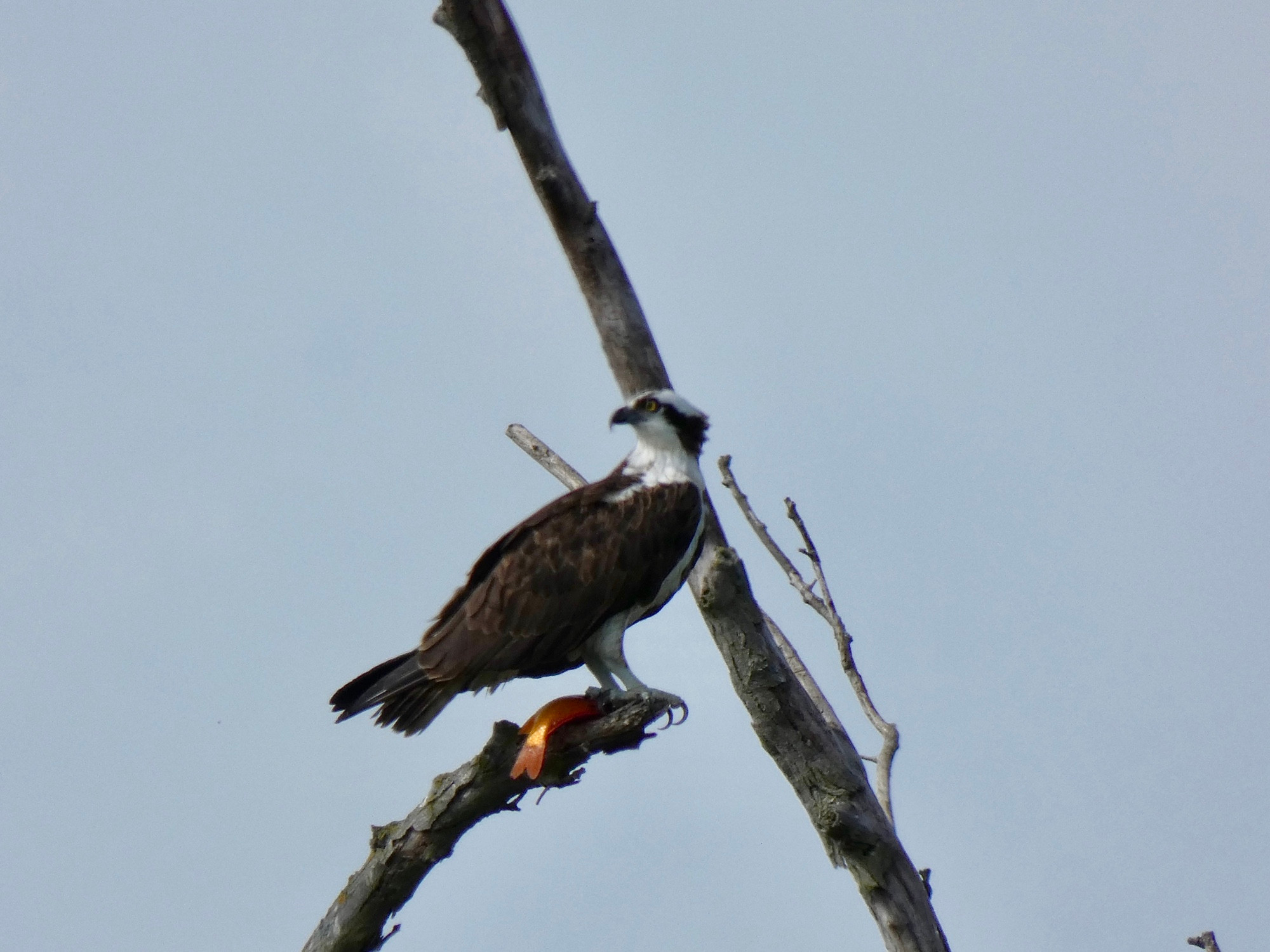 Osprey has a koi fish. 