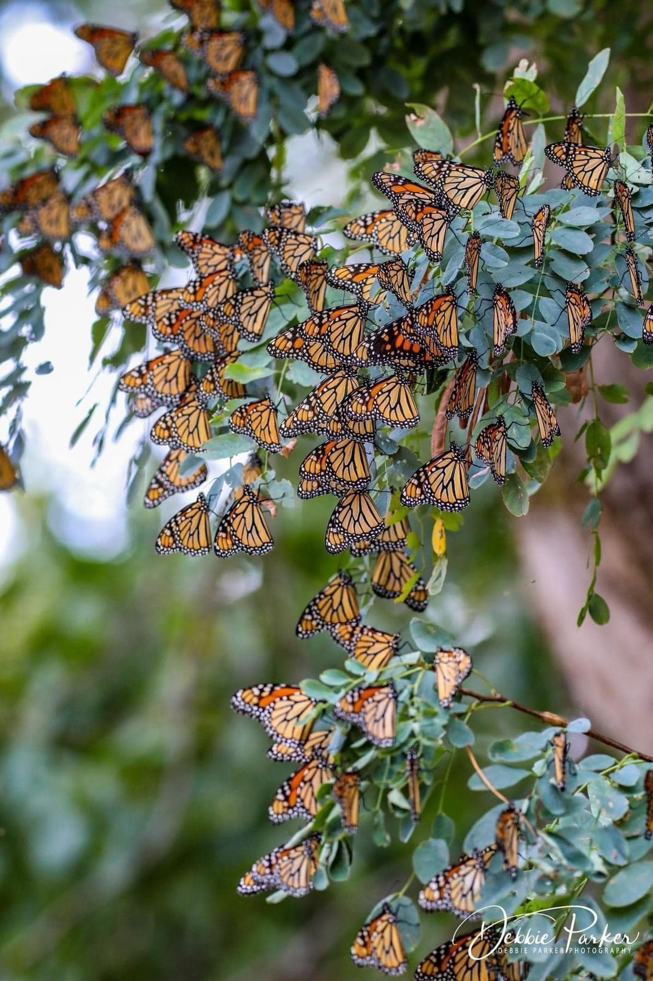 Leaves of a tree covered with monarch butterfies.