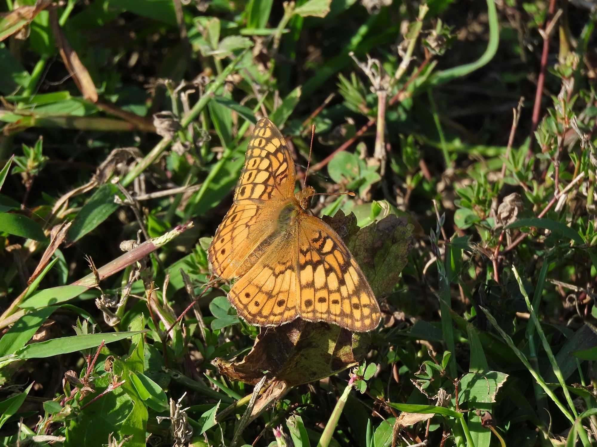 An orange yellow butterfly with a complex pattern of elongated boxes and dots.