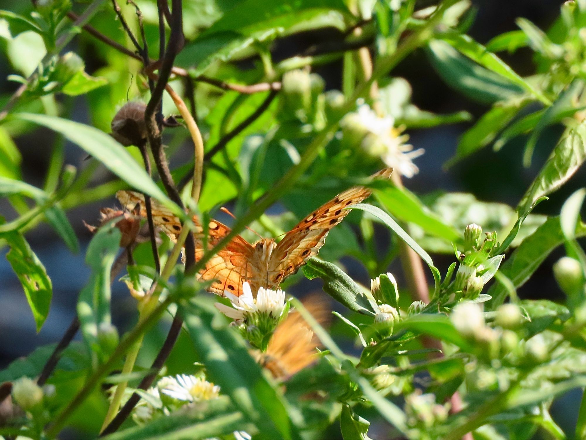 Orange butterfly facing the camera as it drinks nectar from a white aster flower.