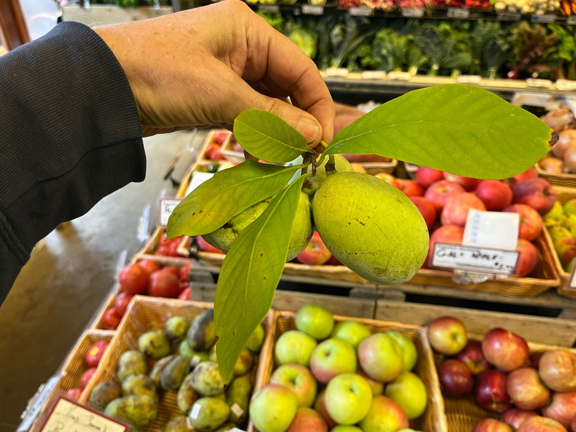 A clump of paw paws with leaves still attached is being held up for a photograph. They fruits look a bit like anjou pears only more round and less, shall we say, pear shaped.