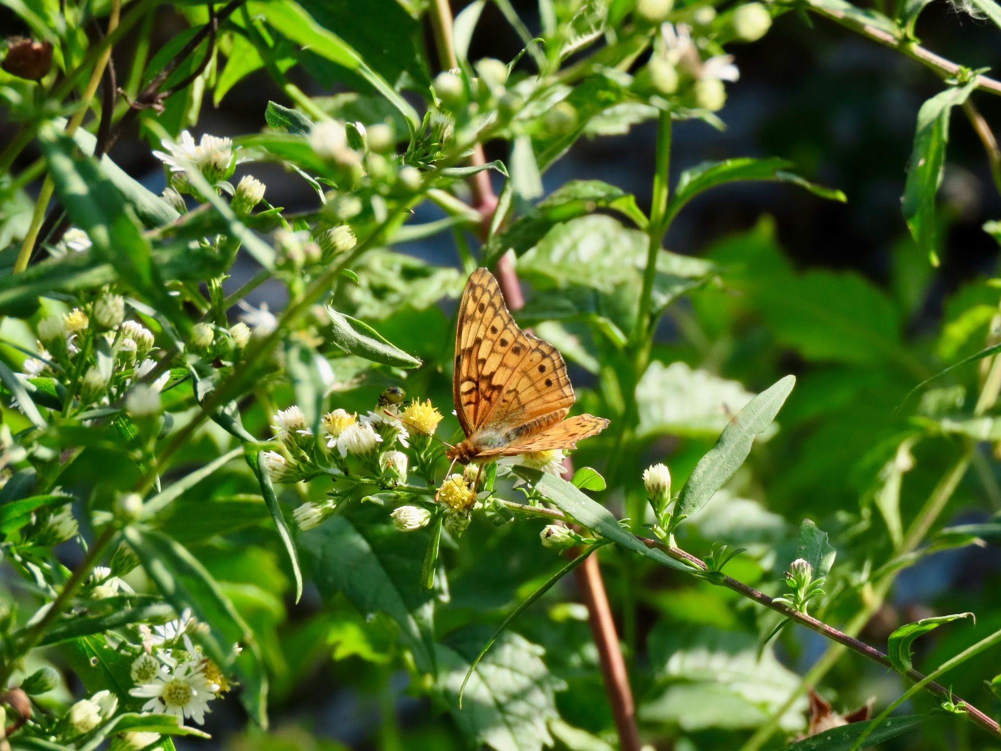 Side view of an orange butterfly with patterns of boxes and dots on its wings.