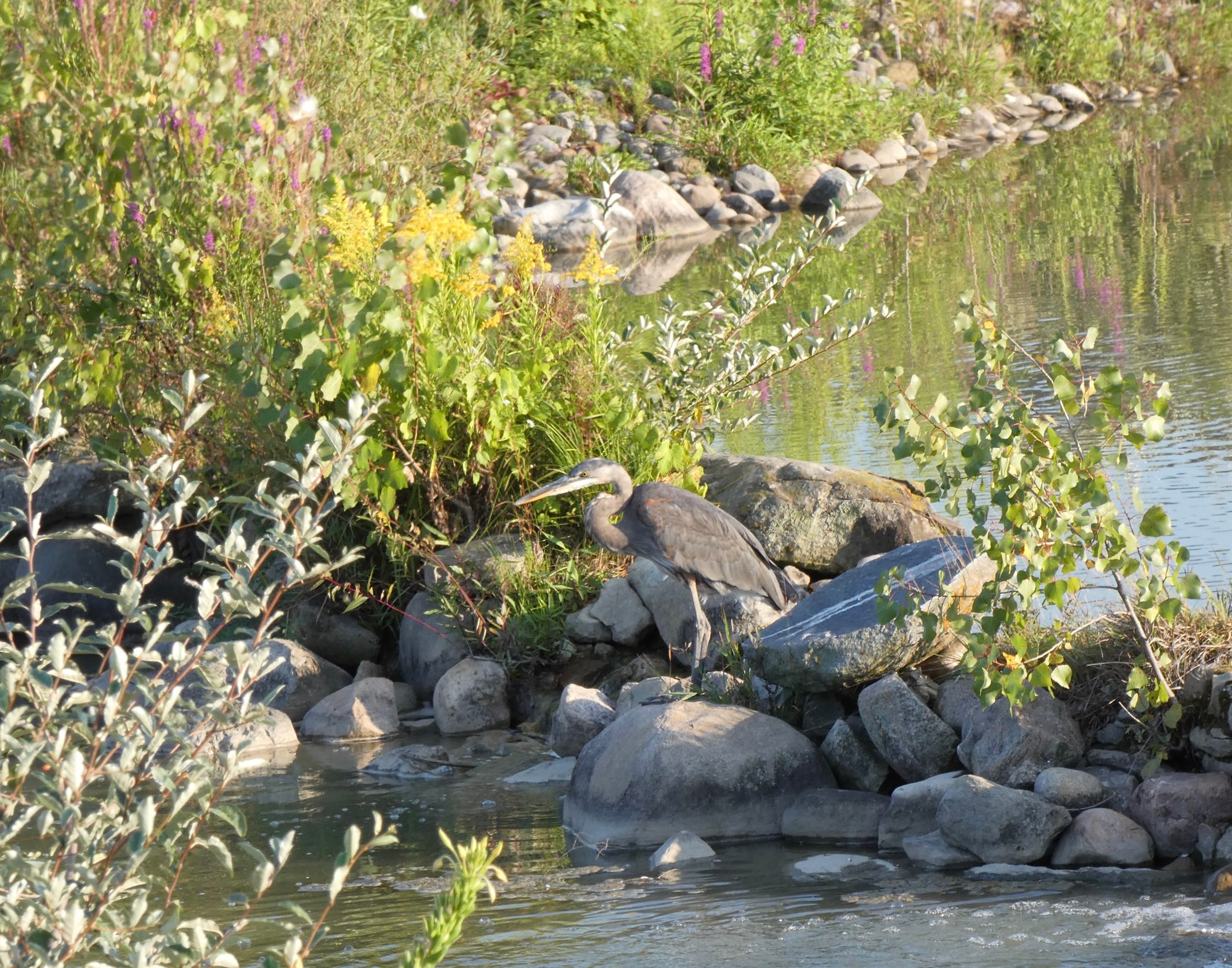 Great blue heron almost disappears against a backdrop of rocks the same color as itself. 