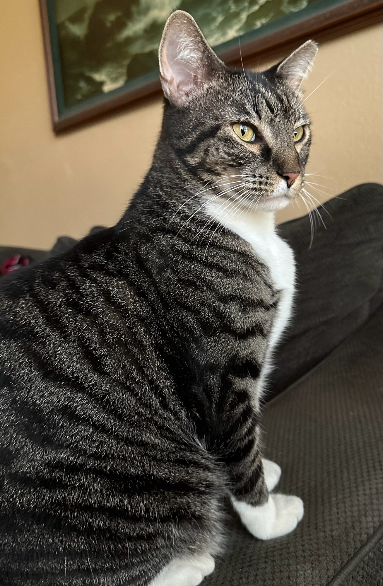 Benjamin the stripy black and white cat staring off at a bug while sitting on a deep olive colored sofa