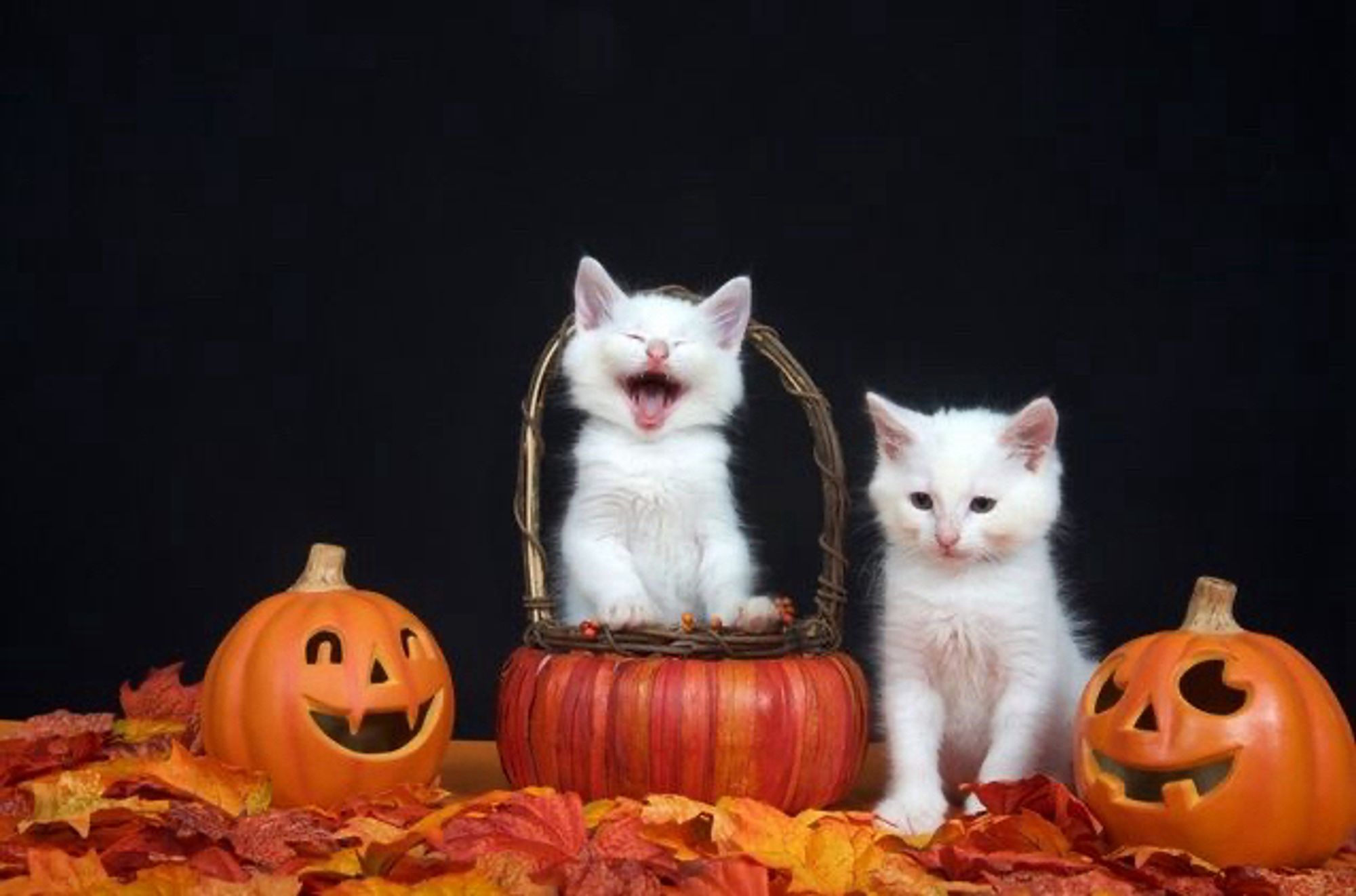 two white kittens placed amongst some orange pumpkins and autumn leaves